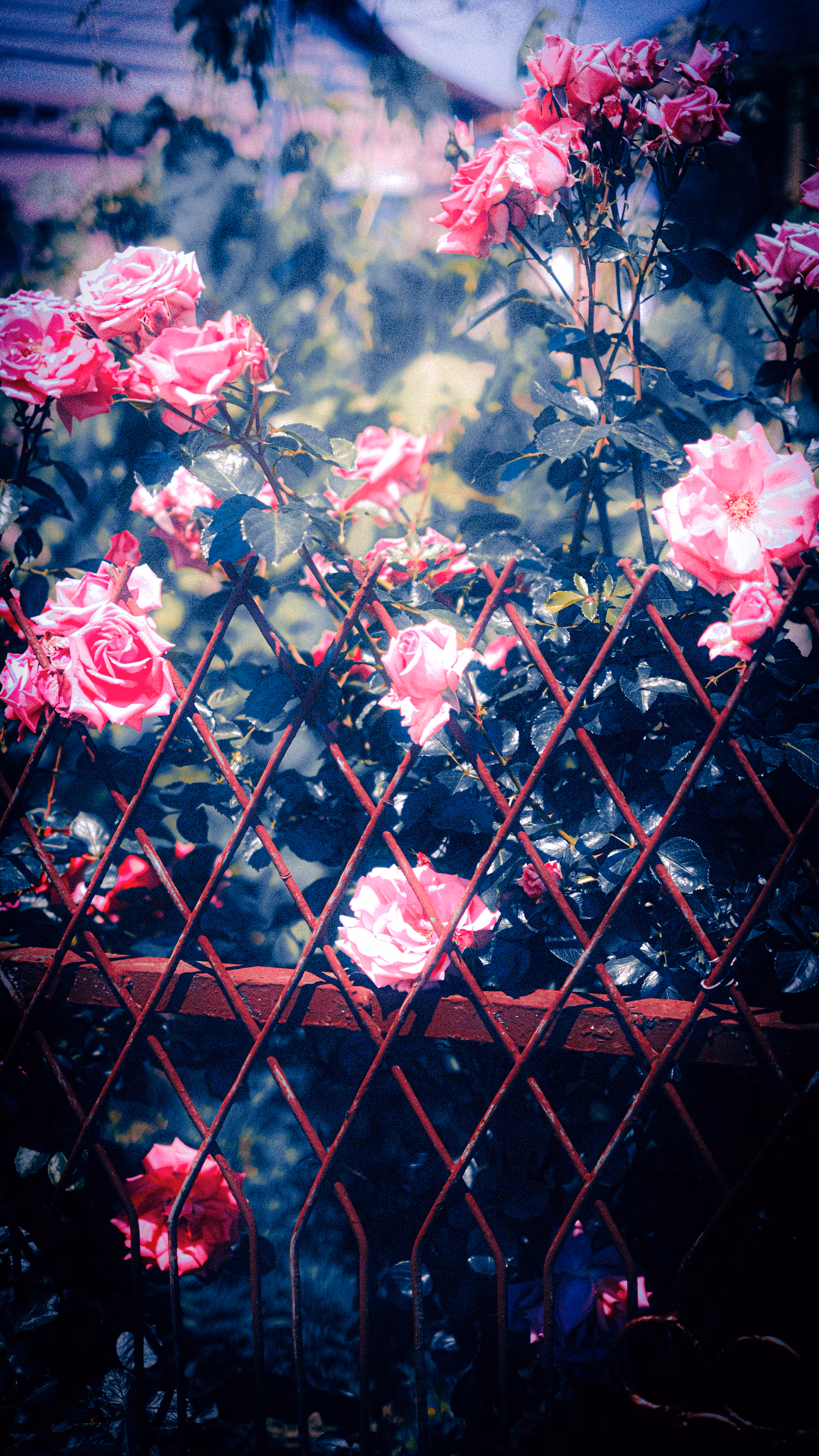 Roses in dreams