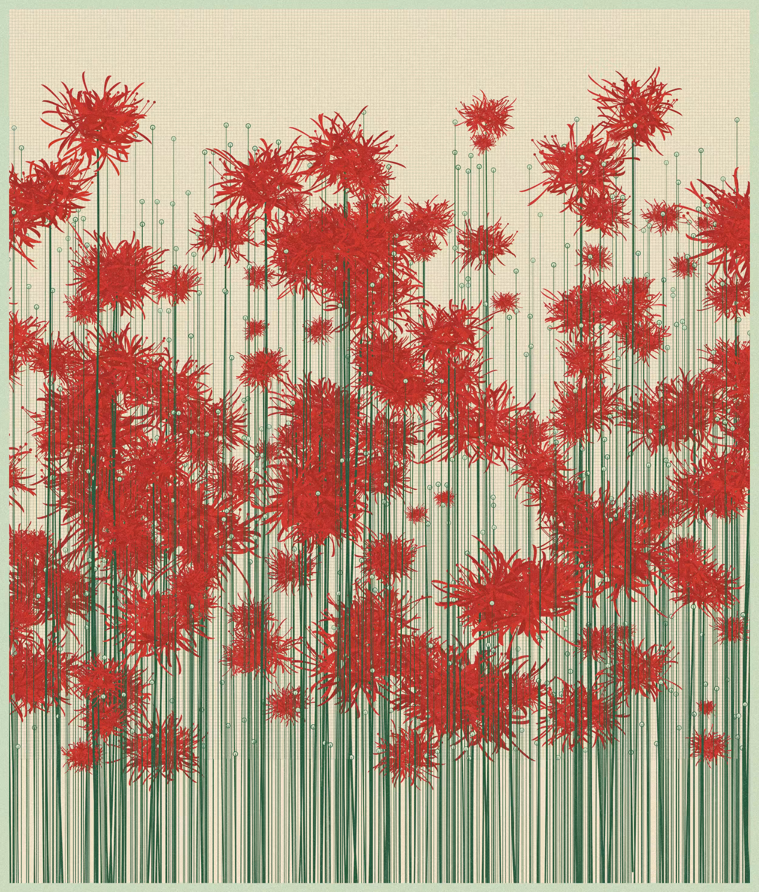 chrysanthemum garden