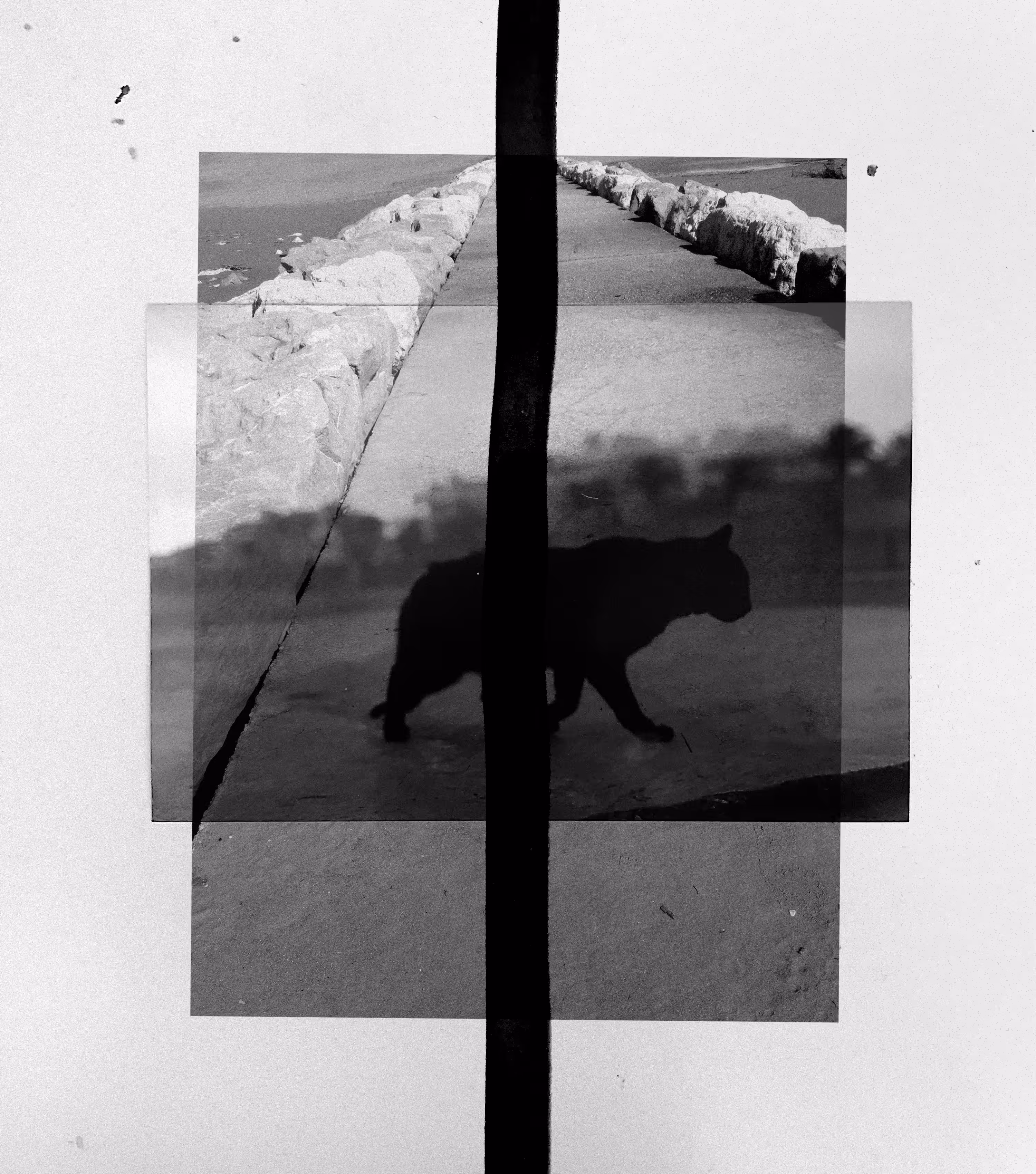 Gato Negro