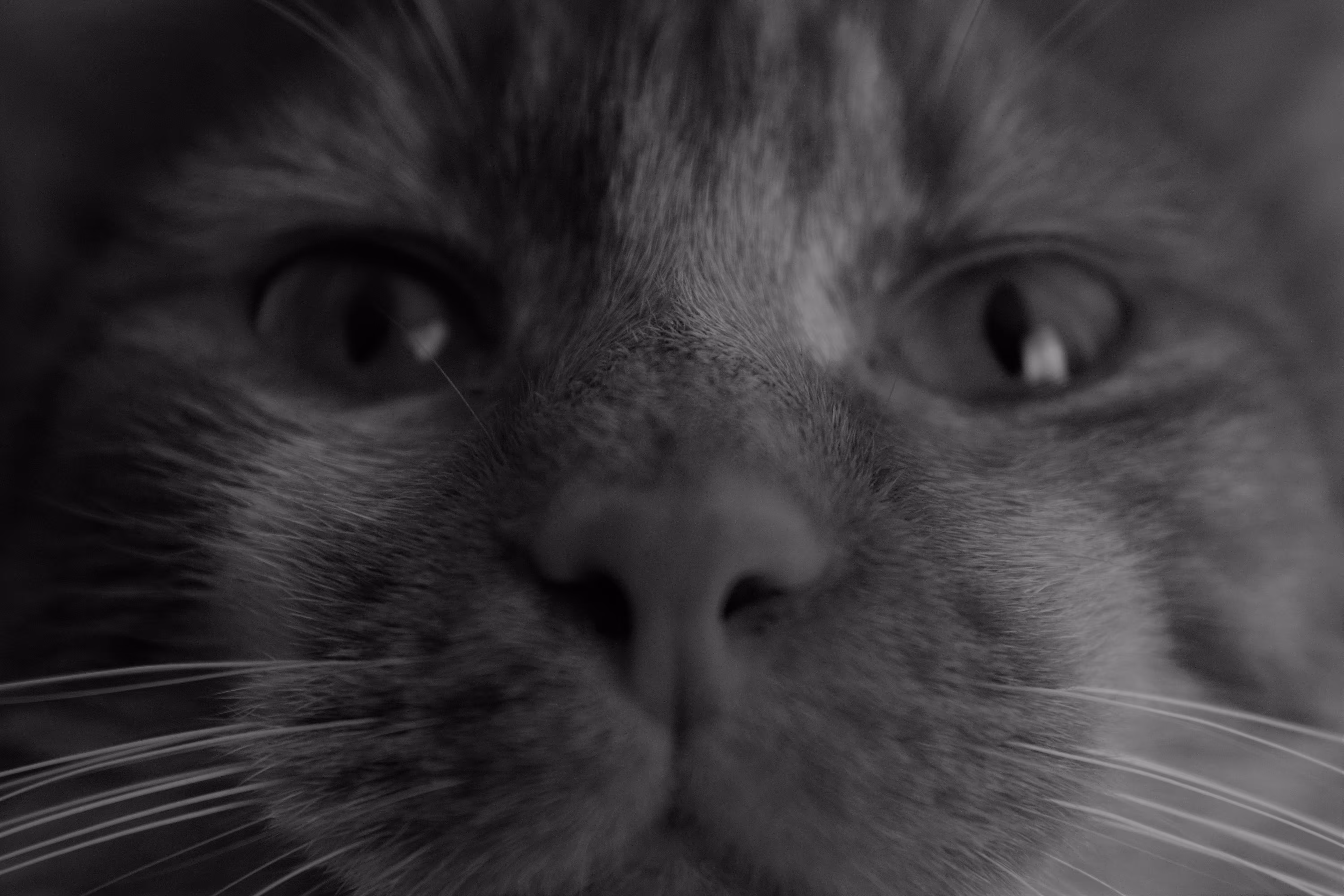 She's all cat and then some.