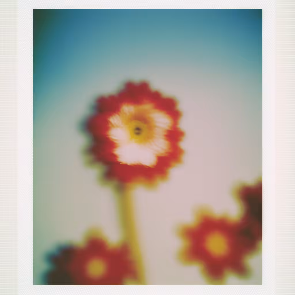 Poppy, Instant Photo (polaroid), 1970