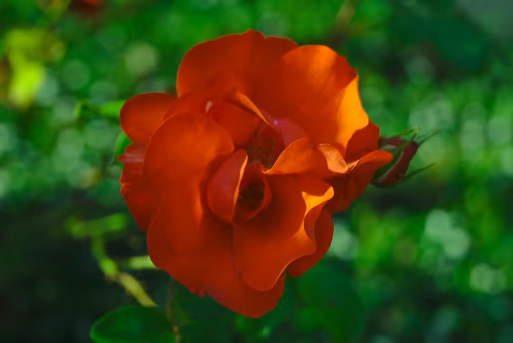 a beautifull red flower