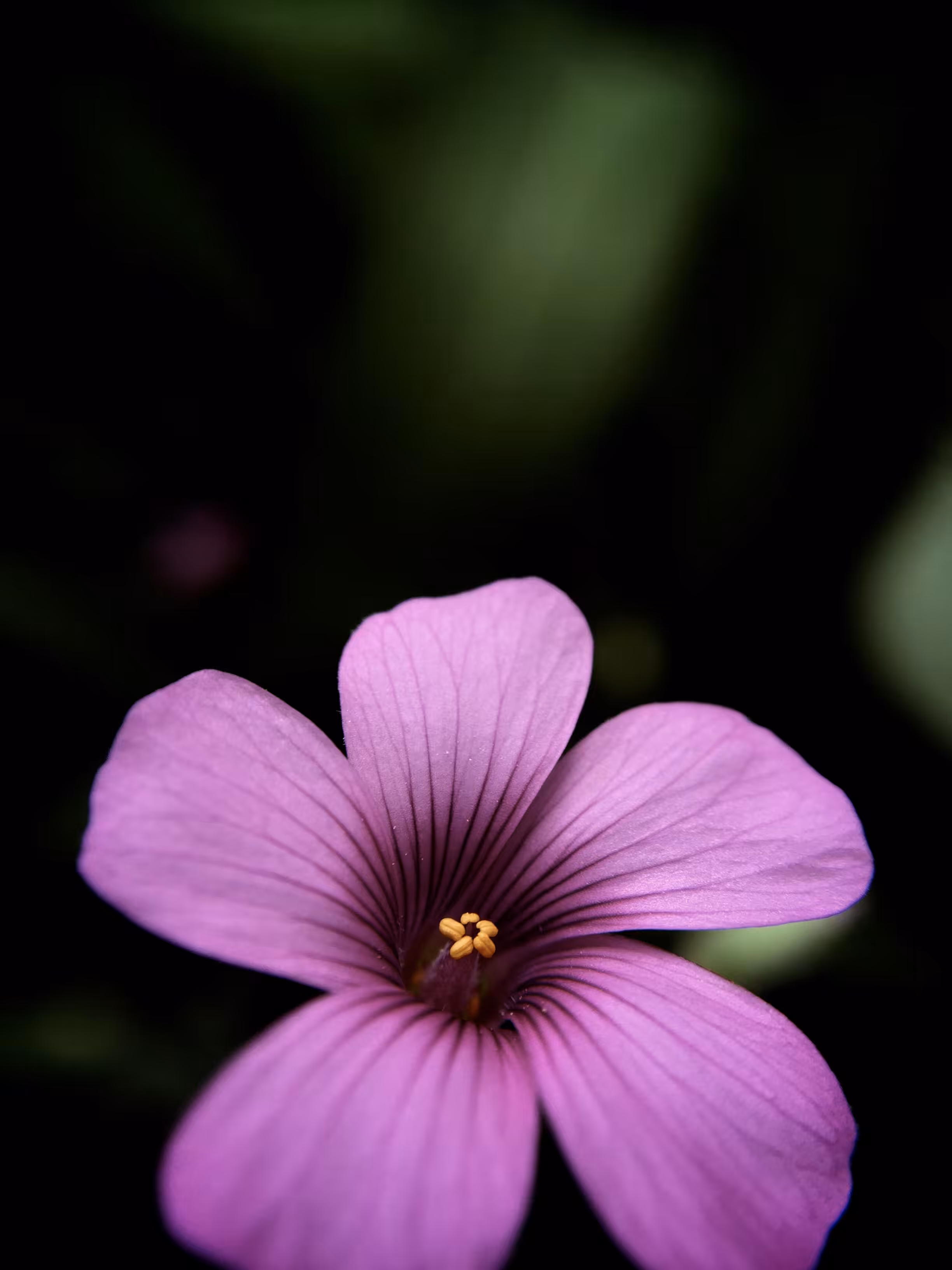 Purple Crush