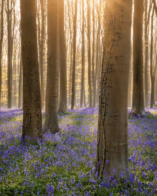 Luminescence - #10 Hallerbos - Belgium