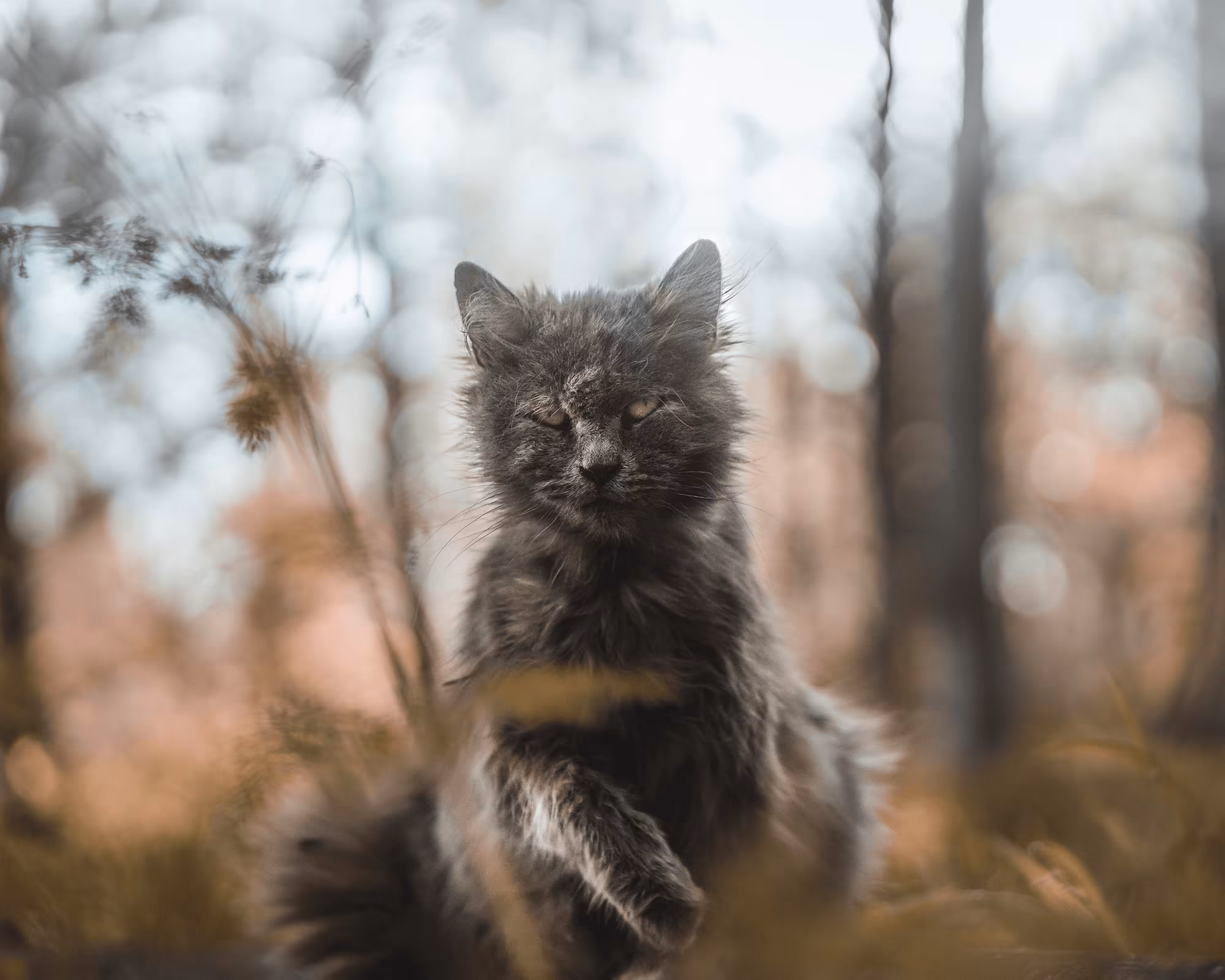 Where the Fluffy Things Are