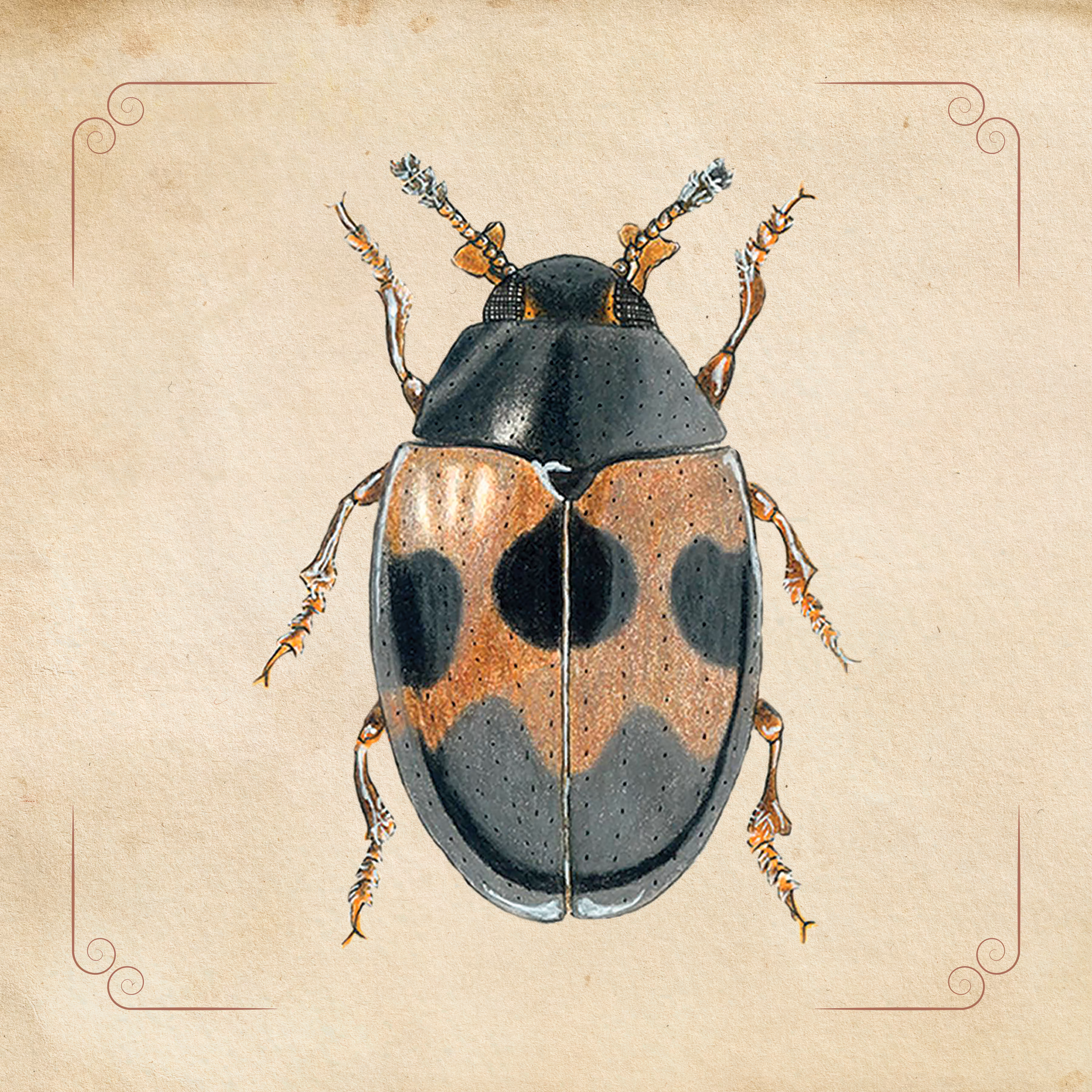 Erotylidae Beetle Family
