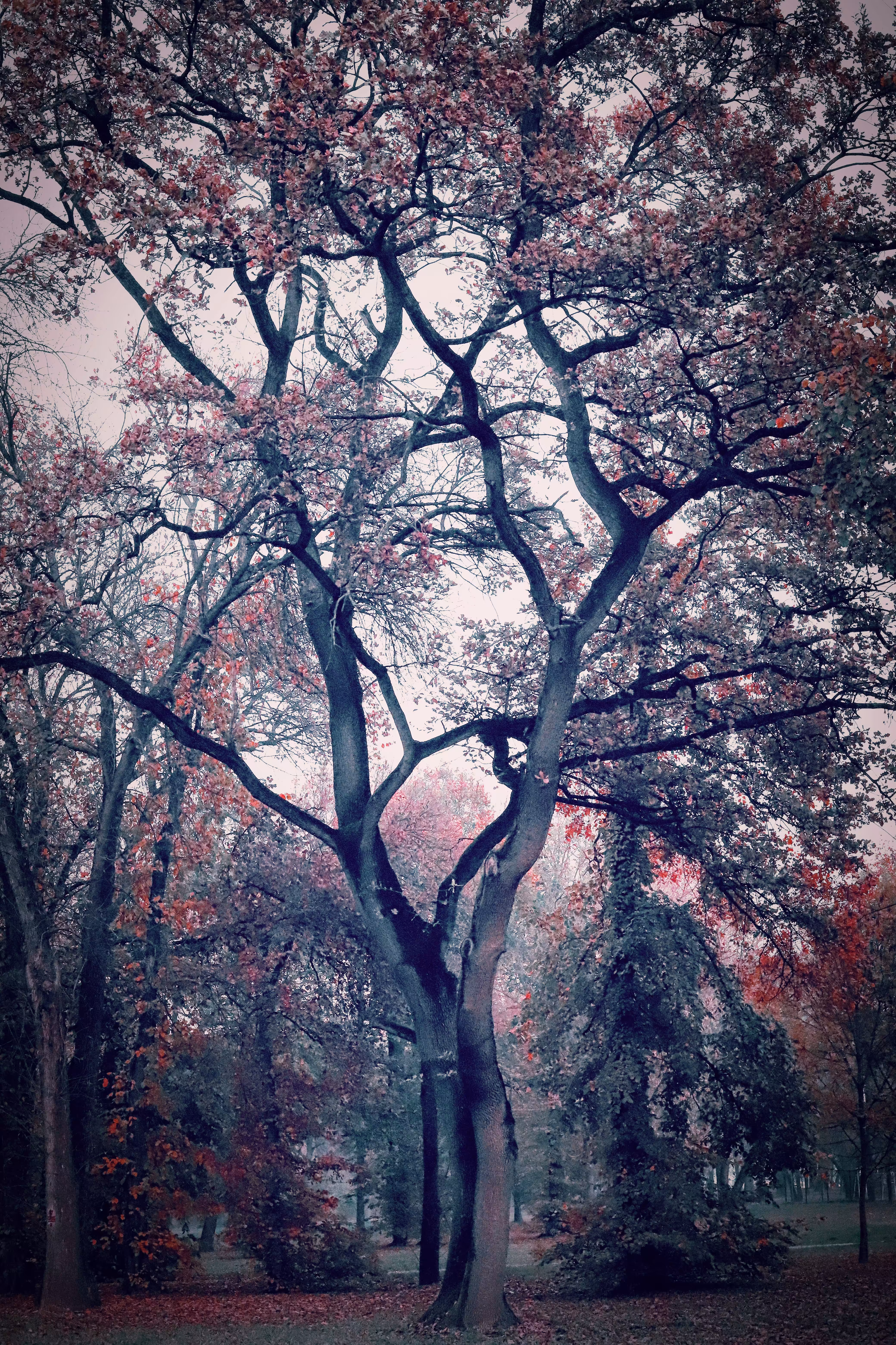 Autumn Blaze