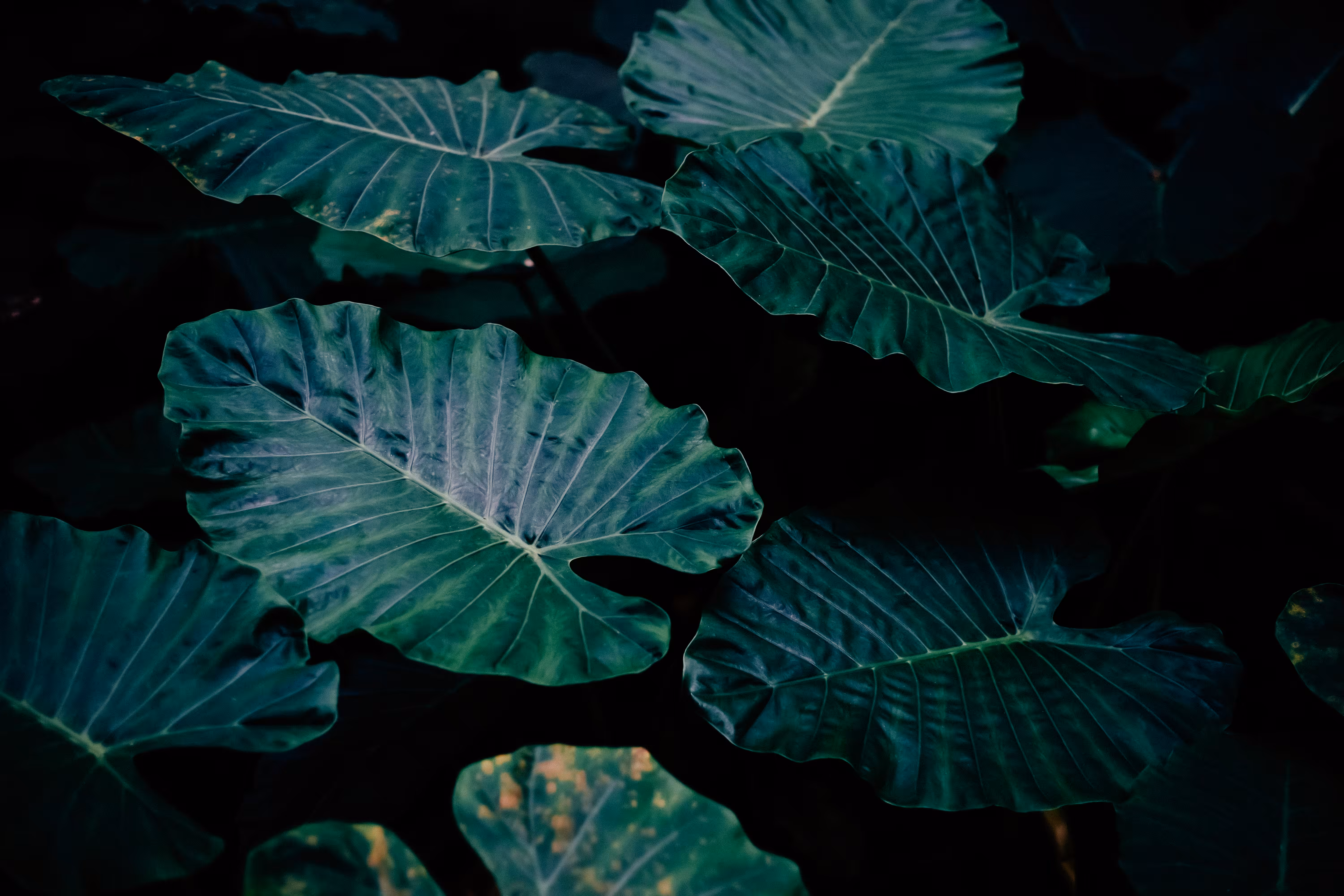 The Elephant Ear