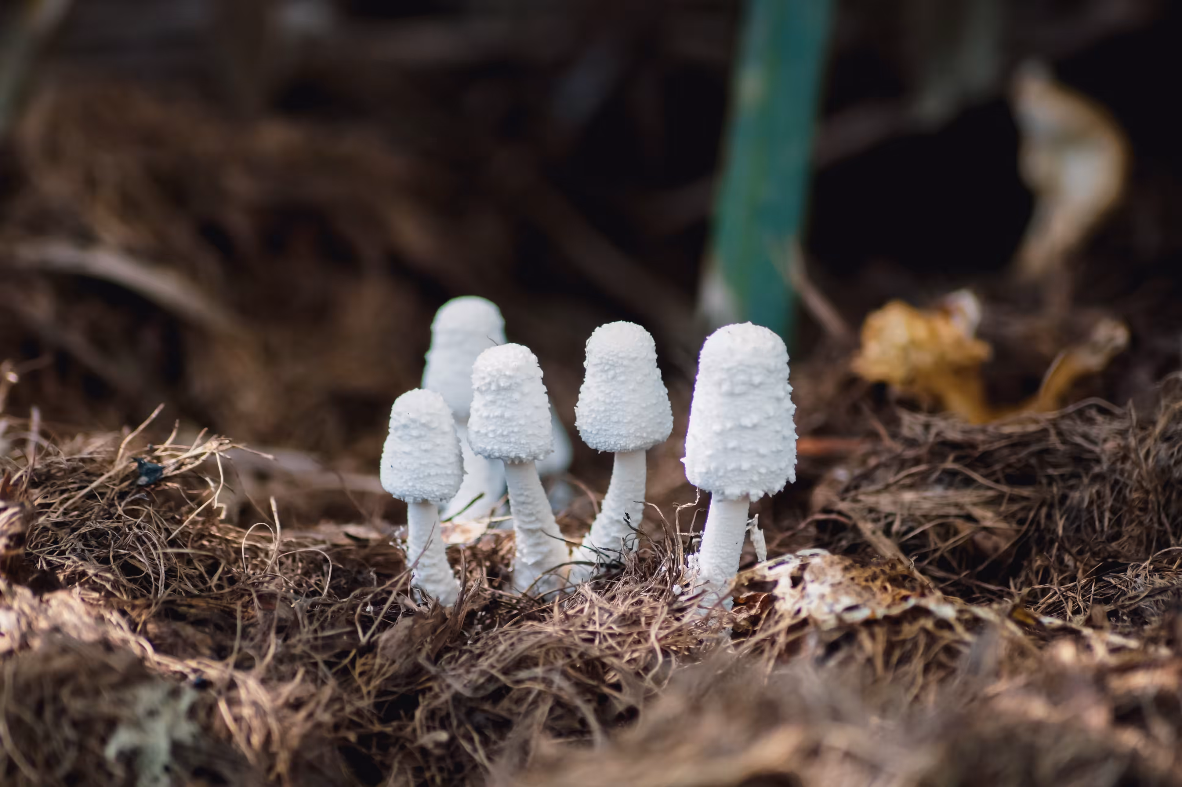 Magic Fungi for New Life - White Caps