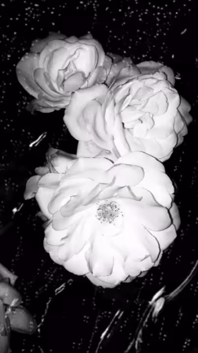 flower in rain