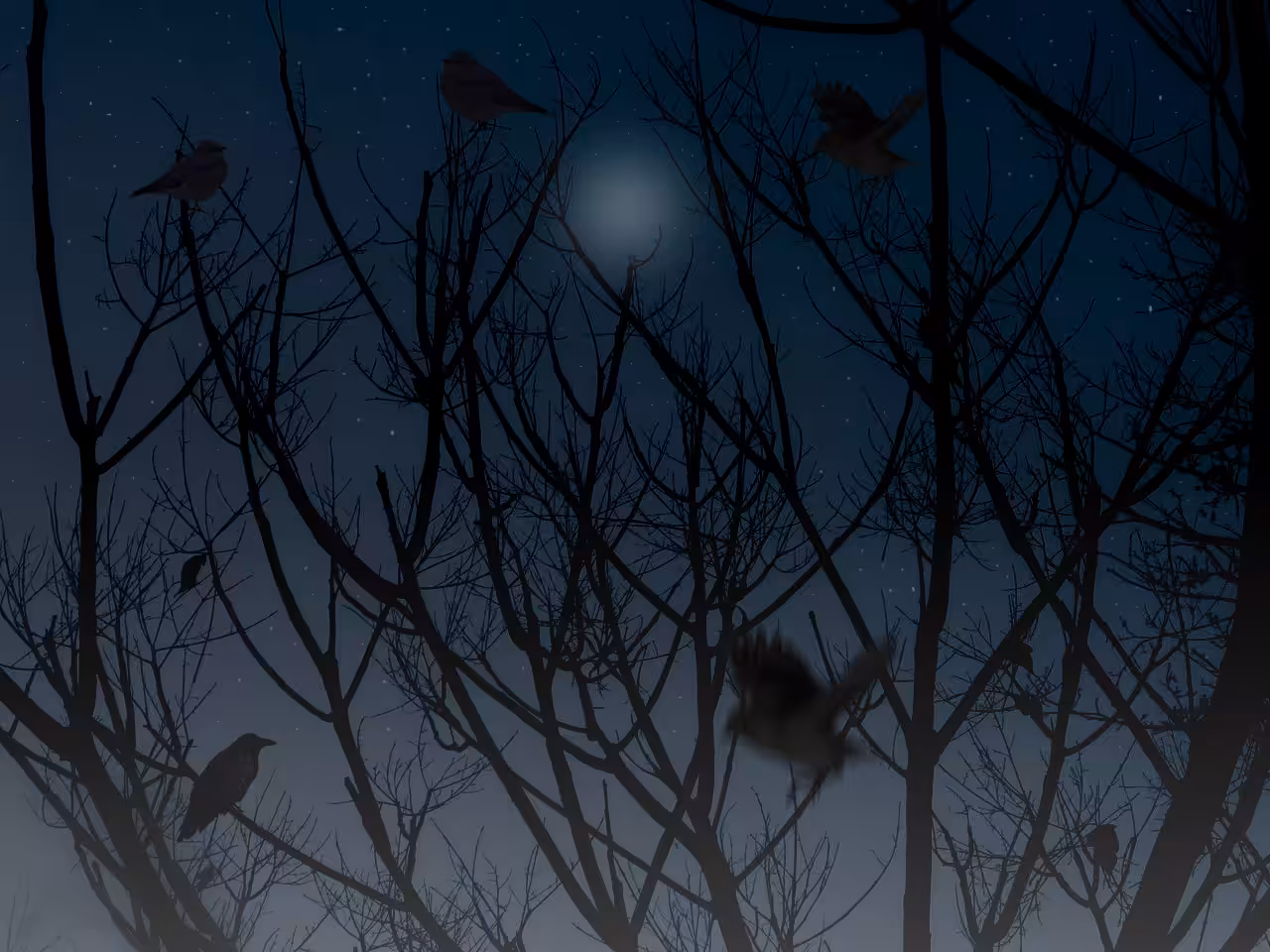 birds in nights