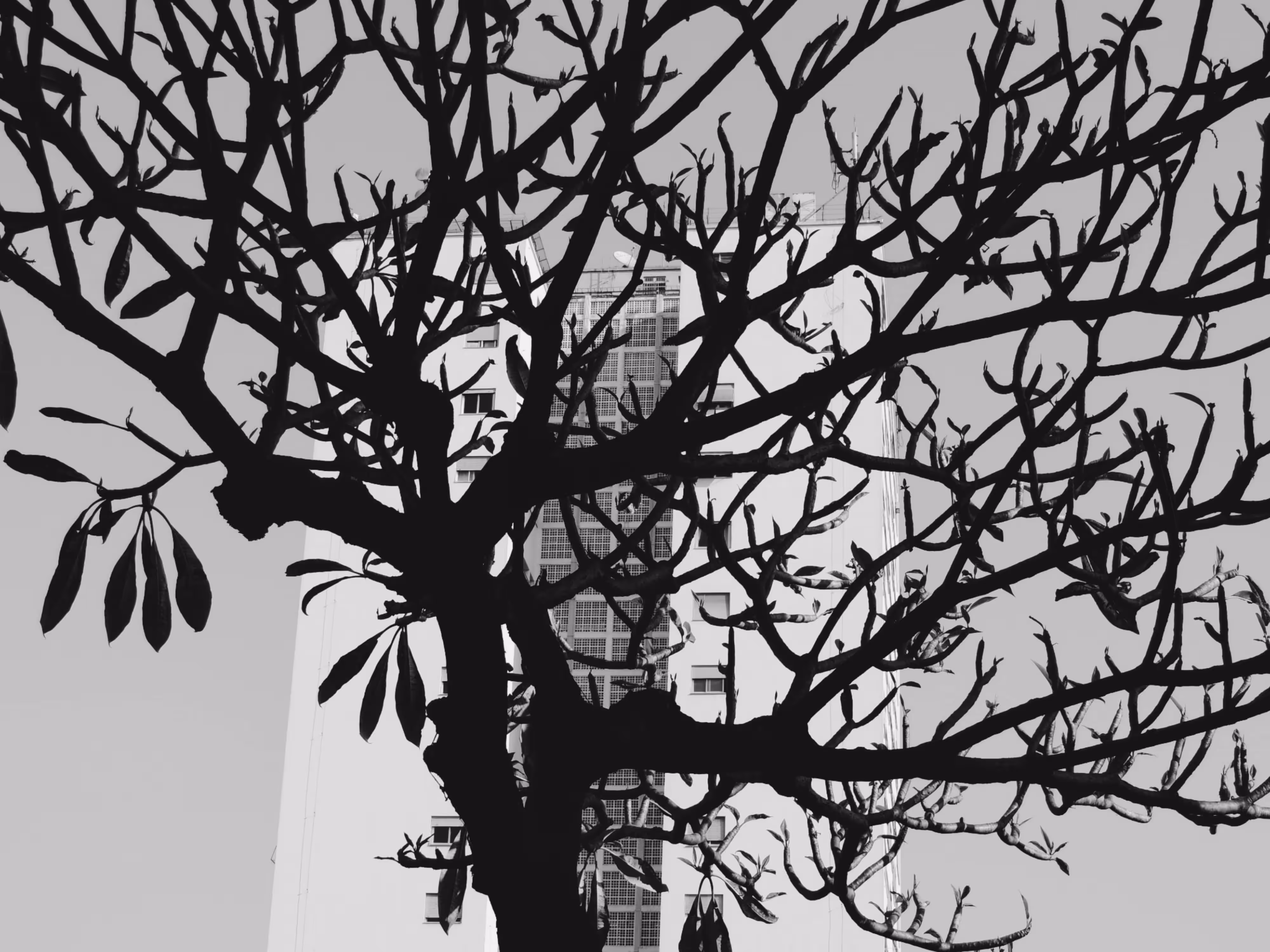 Roots