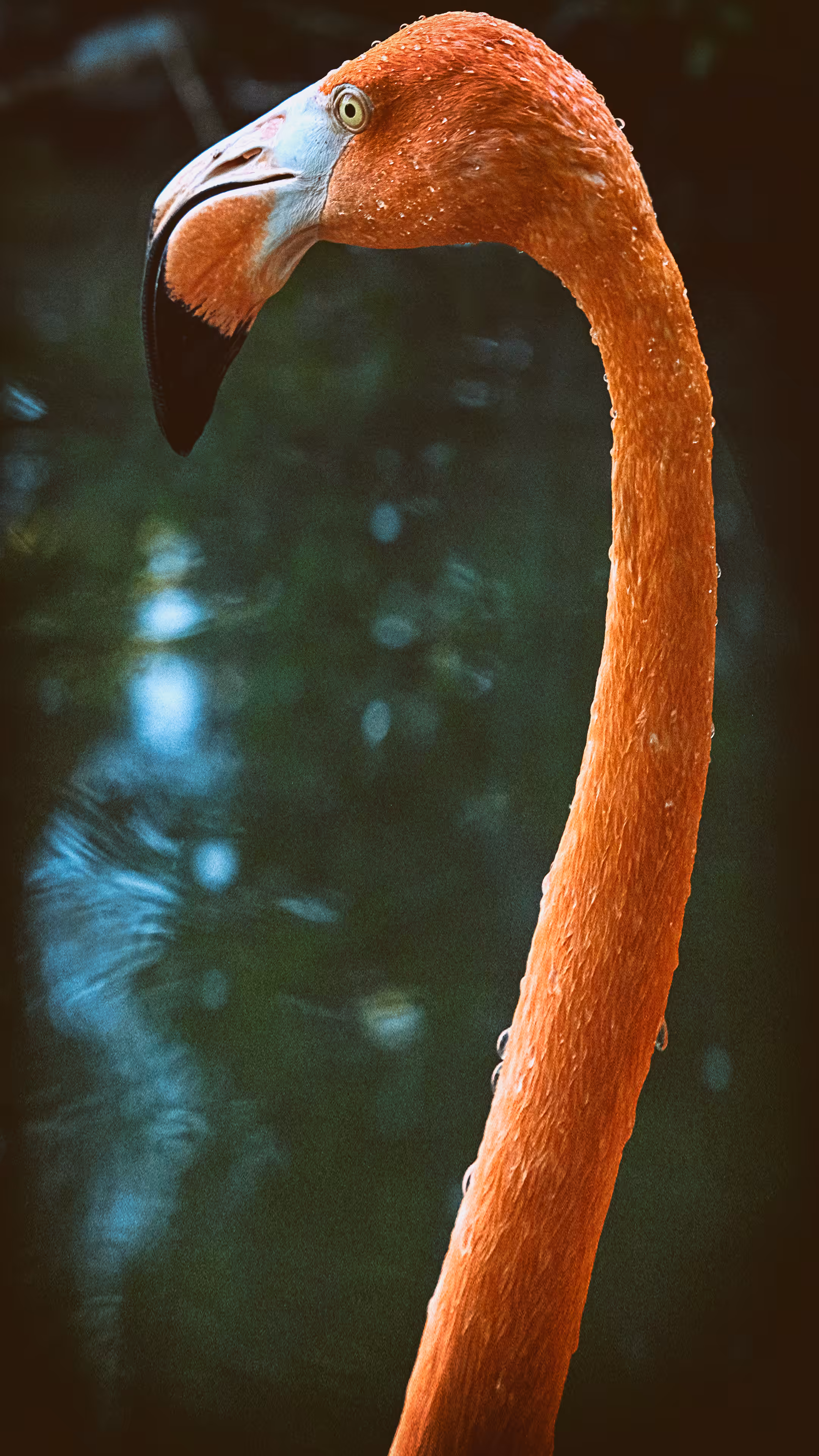 Phoenicopterus ruber