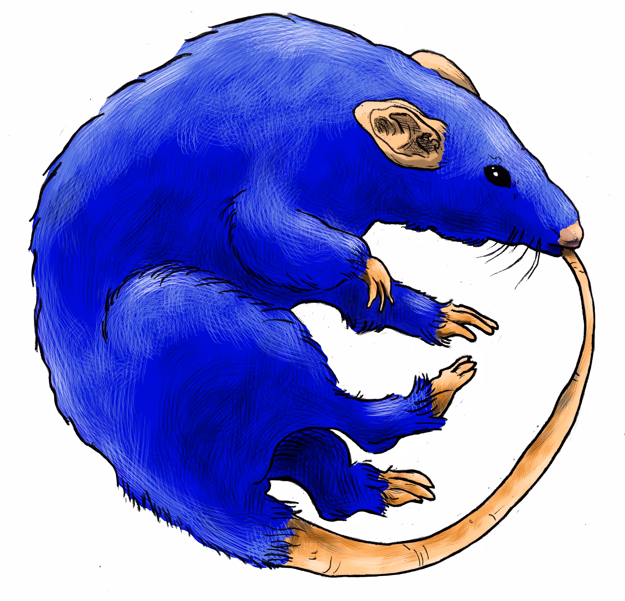 Rat Ouroboros