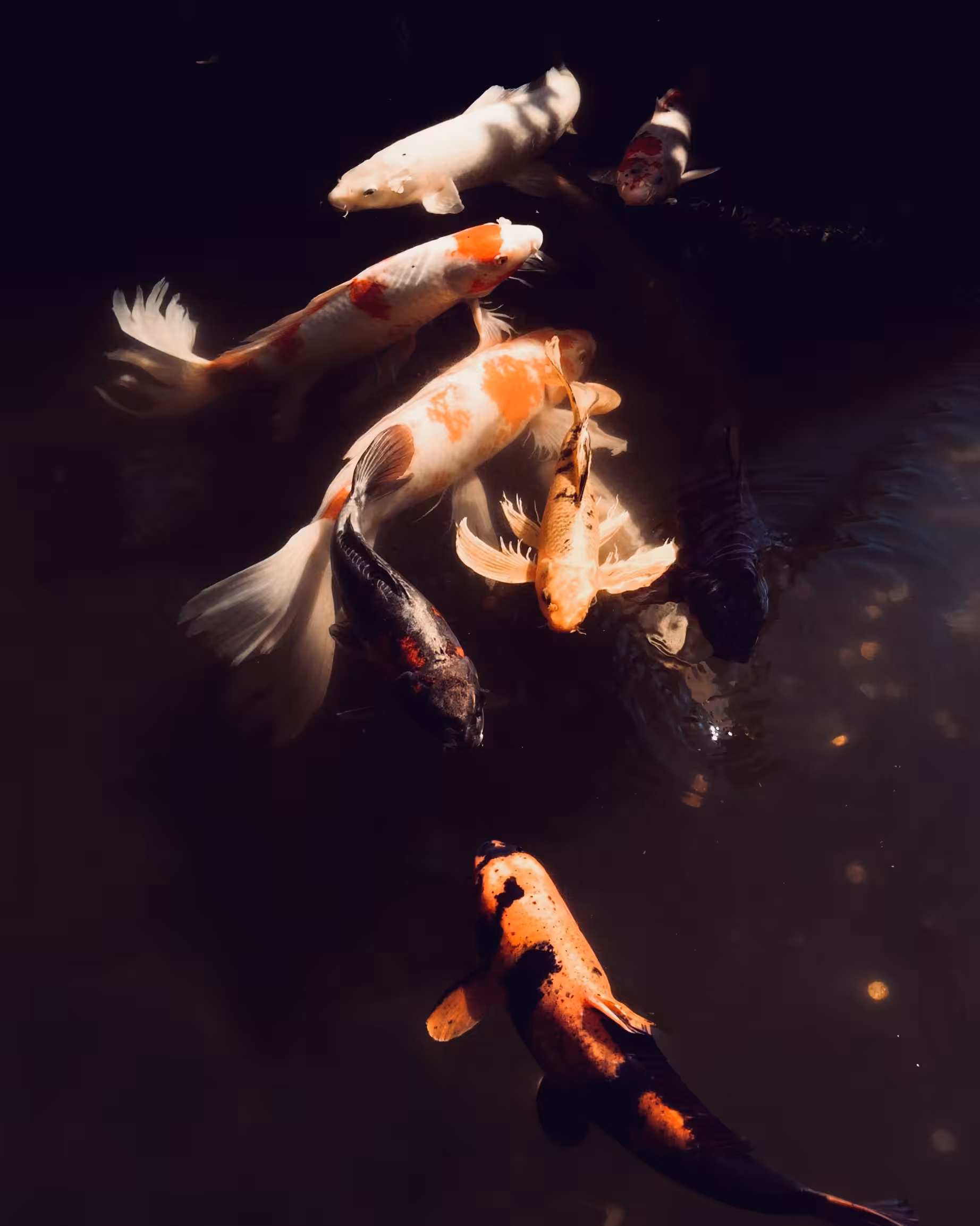 🐟🐠🐡