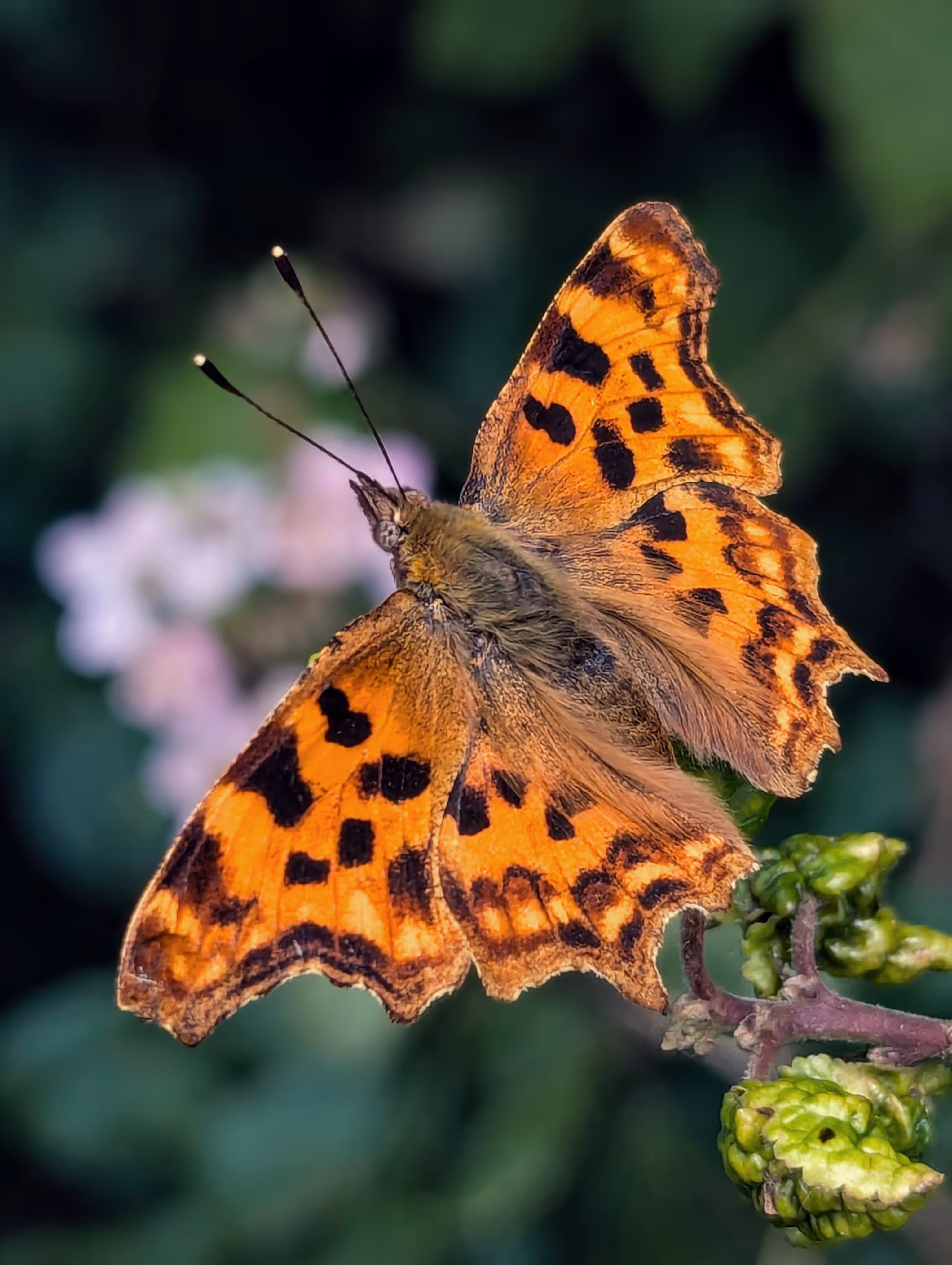 Luke_0x1 Photography : Ember