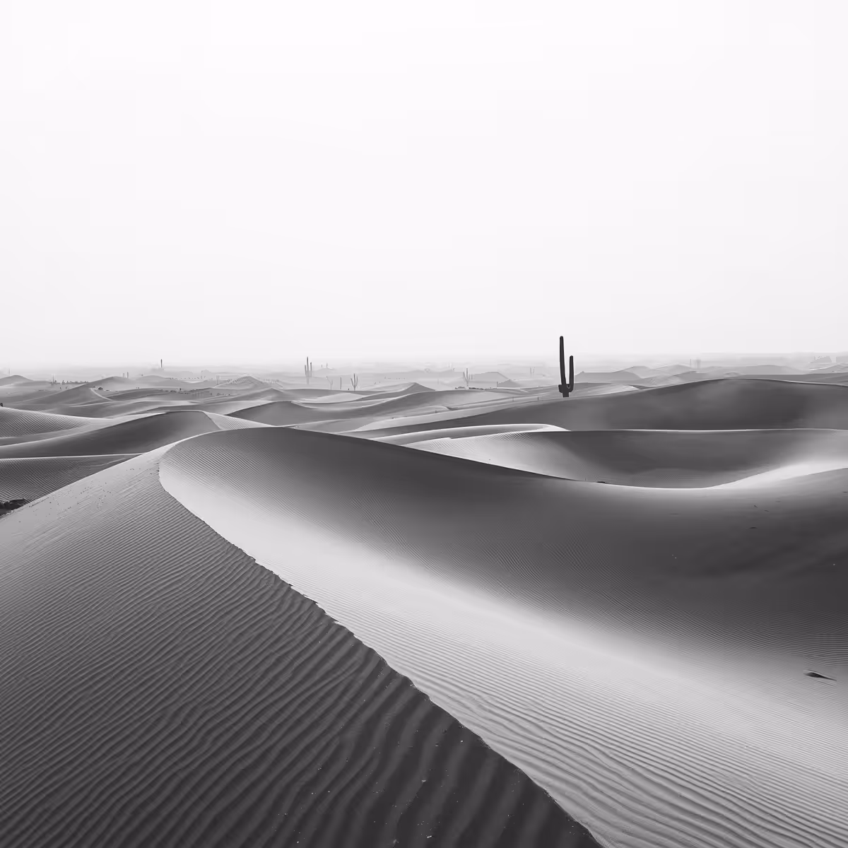 The Happy Valley: Desert