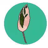 Marantacea2