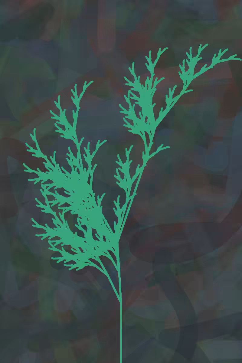 Ash Fern