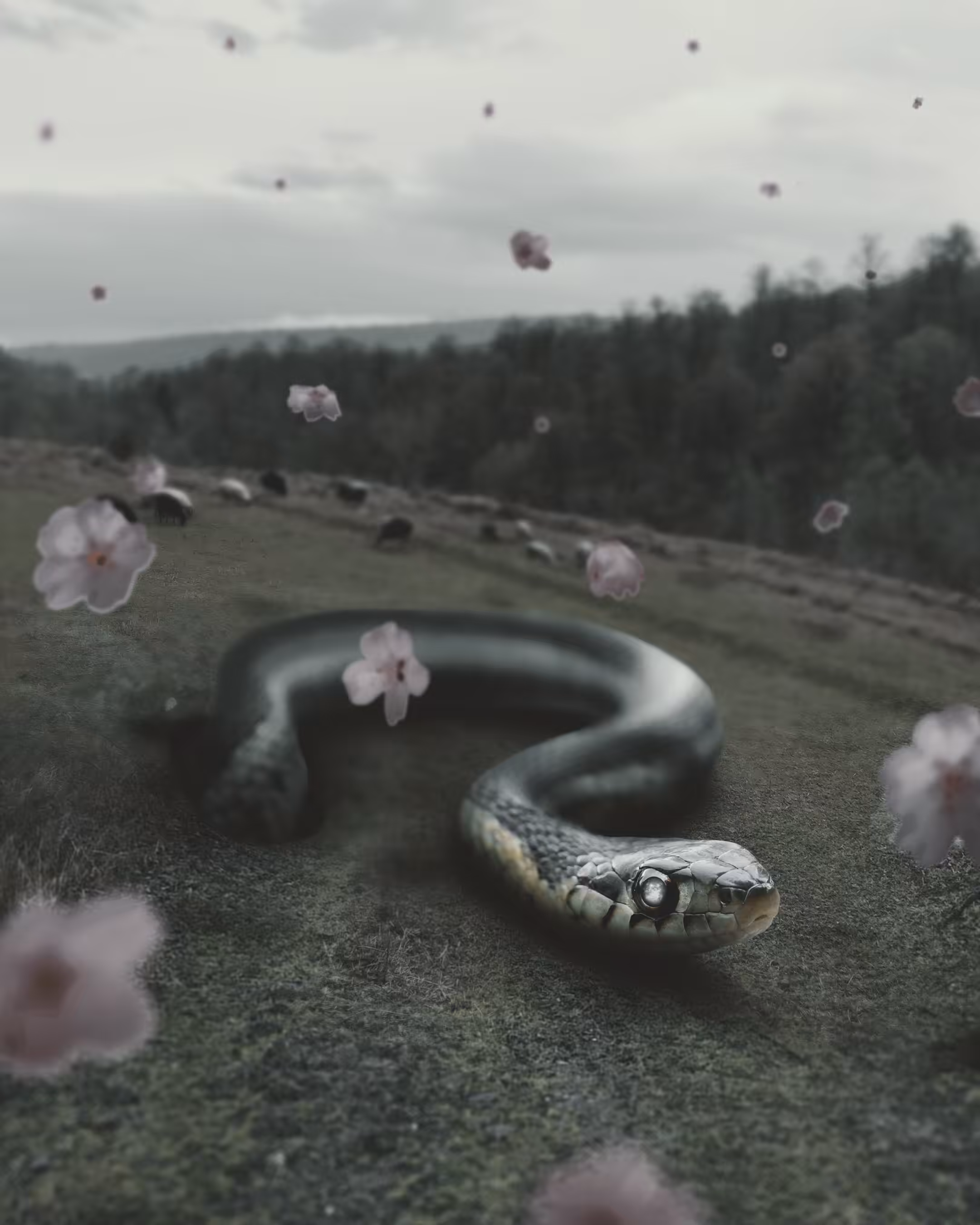New bloom