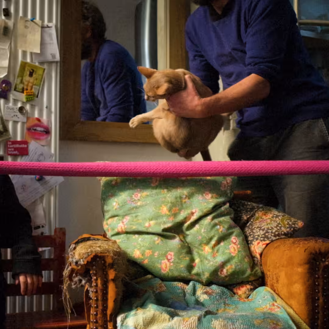 Chat sur fond rose