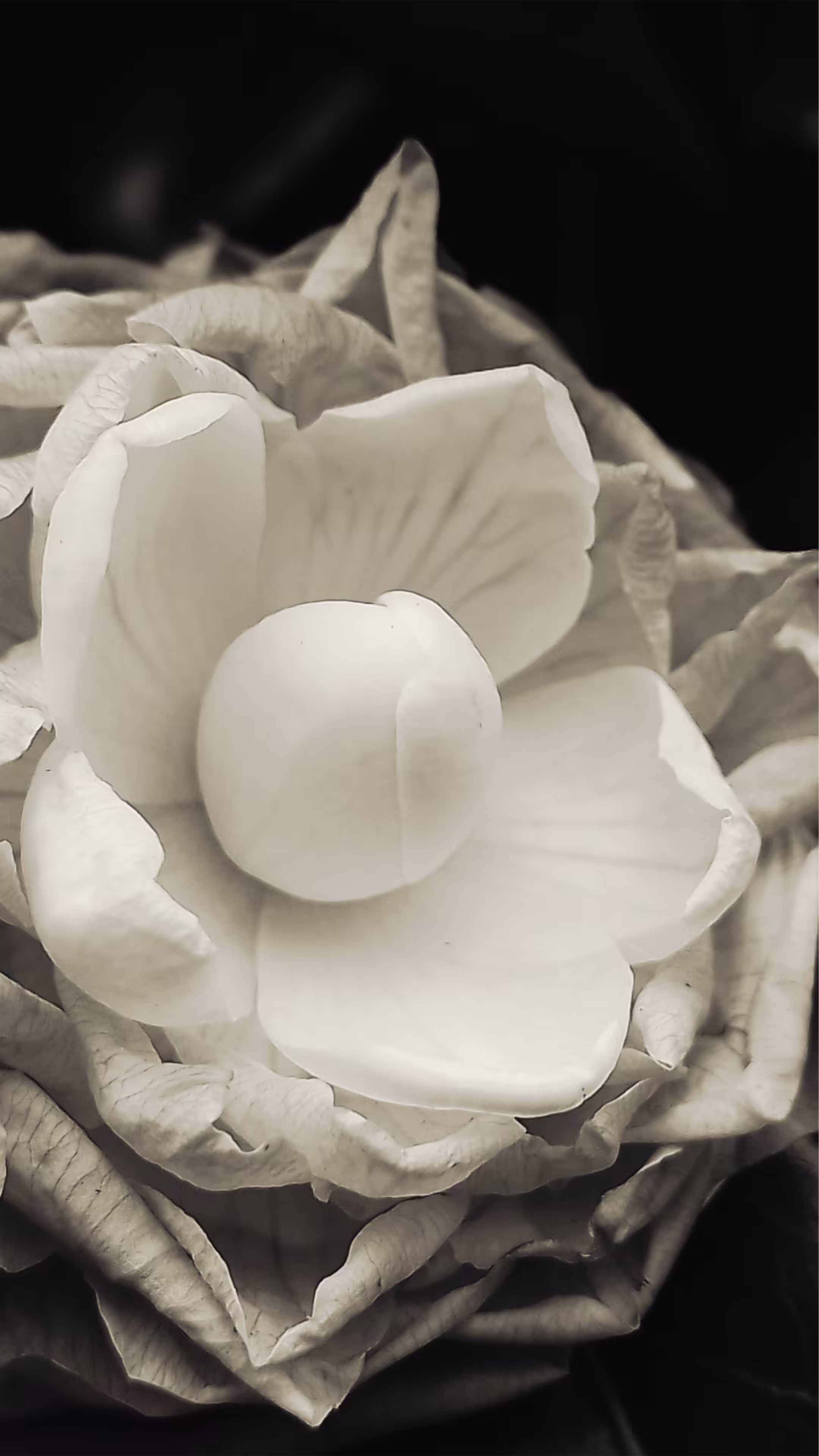 Flowers and women: Flower#1