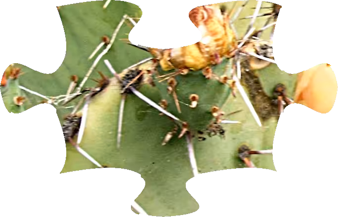 Opuntia-Puzzle-5x5-108