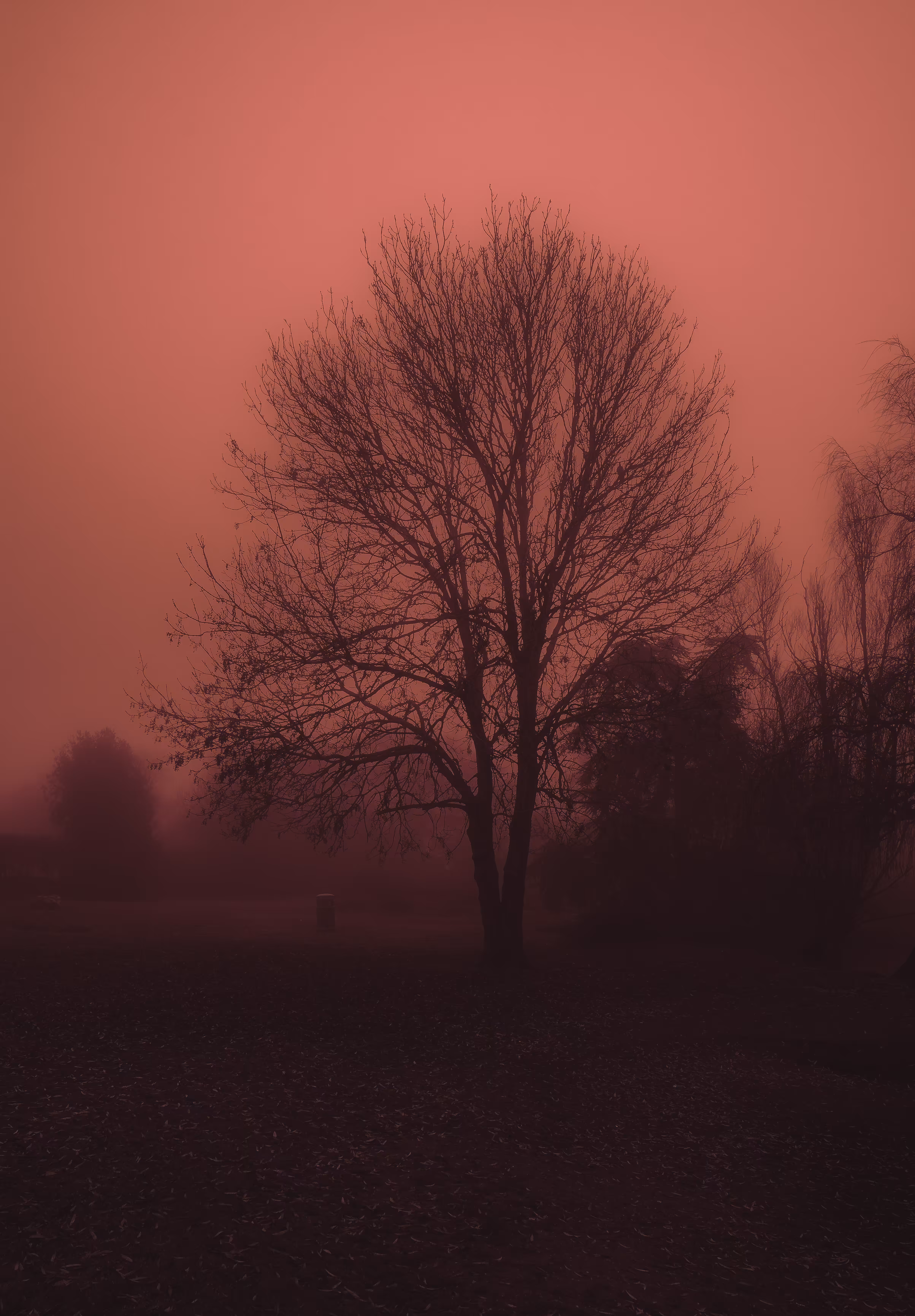 Orange in the mist