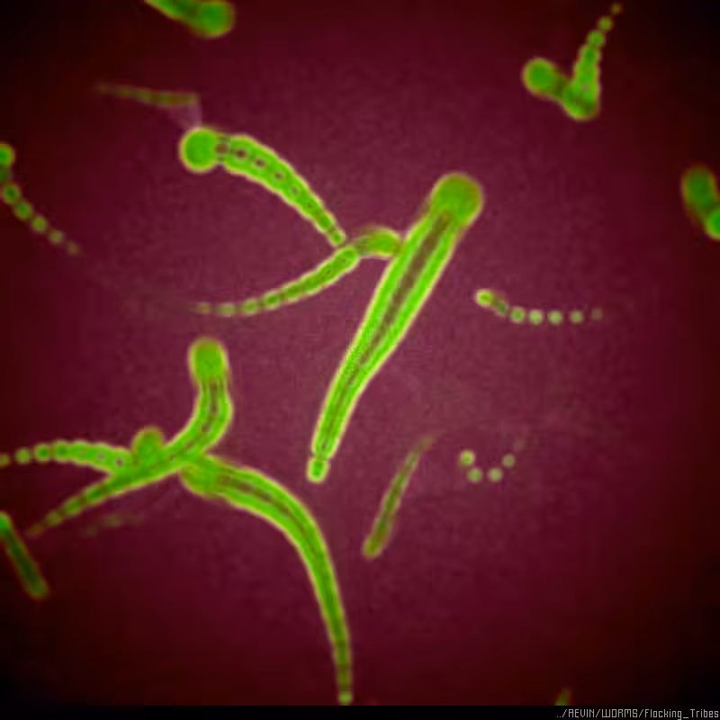 WORMS / Flocking Tribes #86
