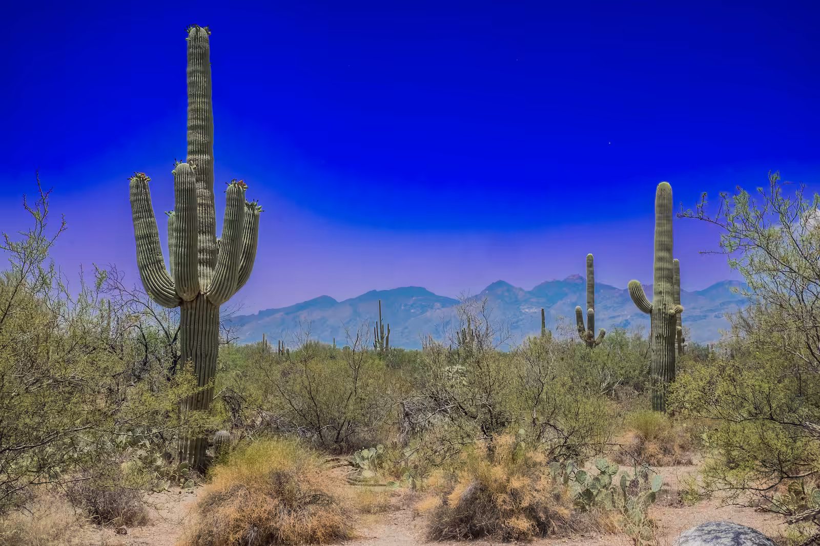 Saguaro Blue Squall