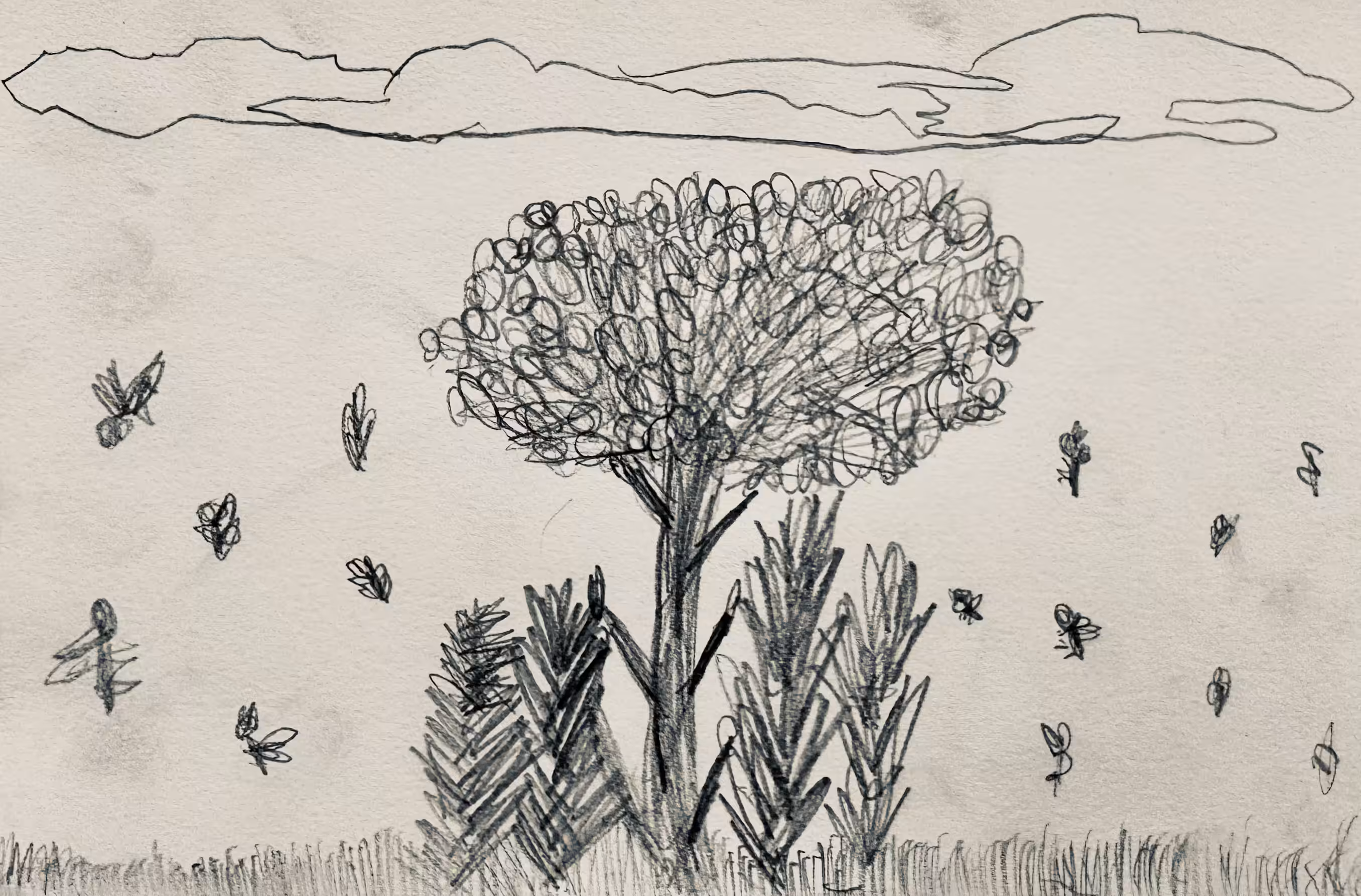 The evergreen Tree