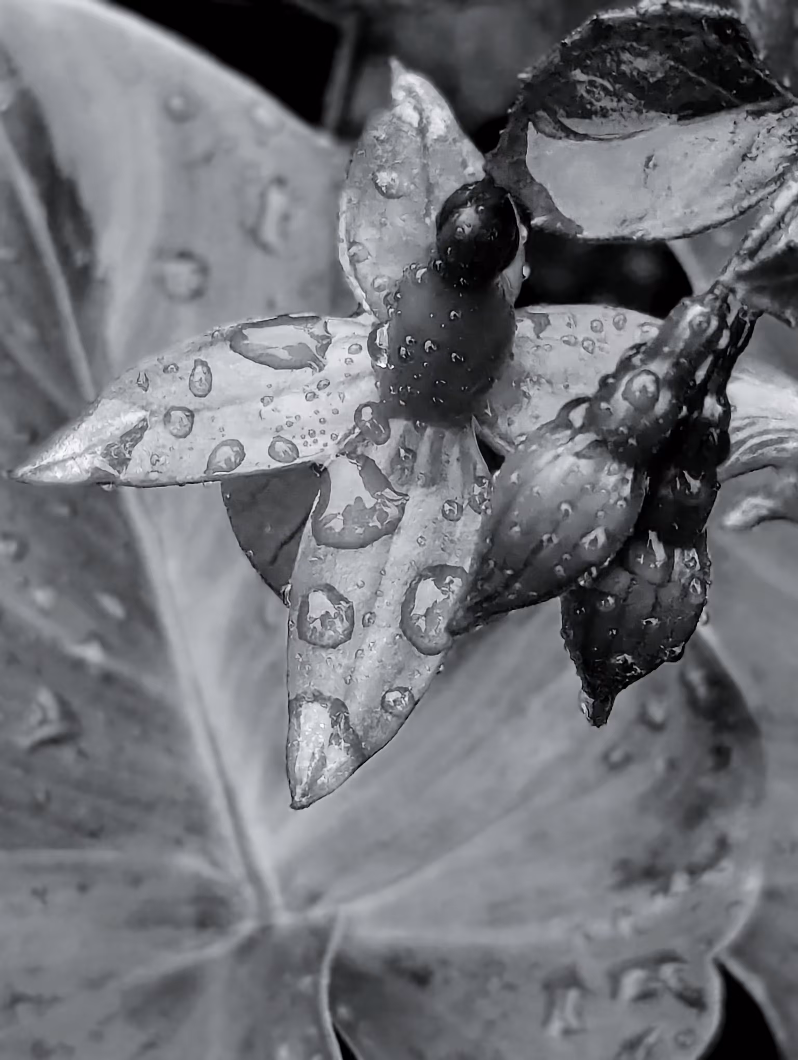 fairy drops