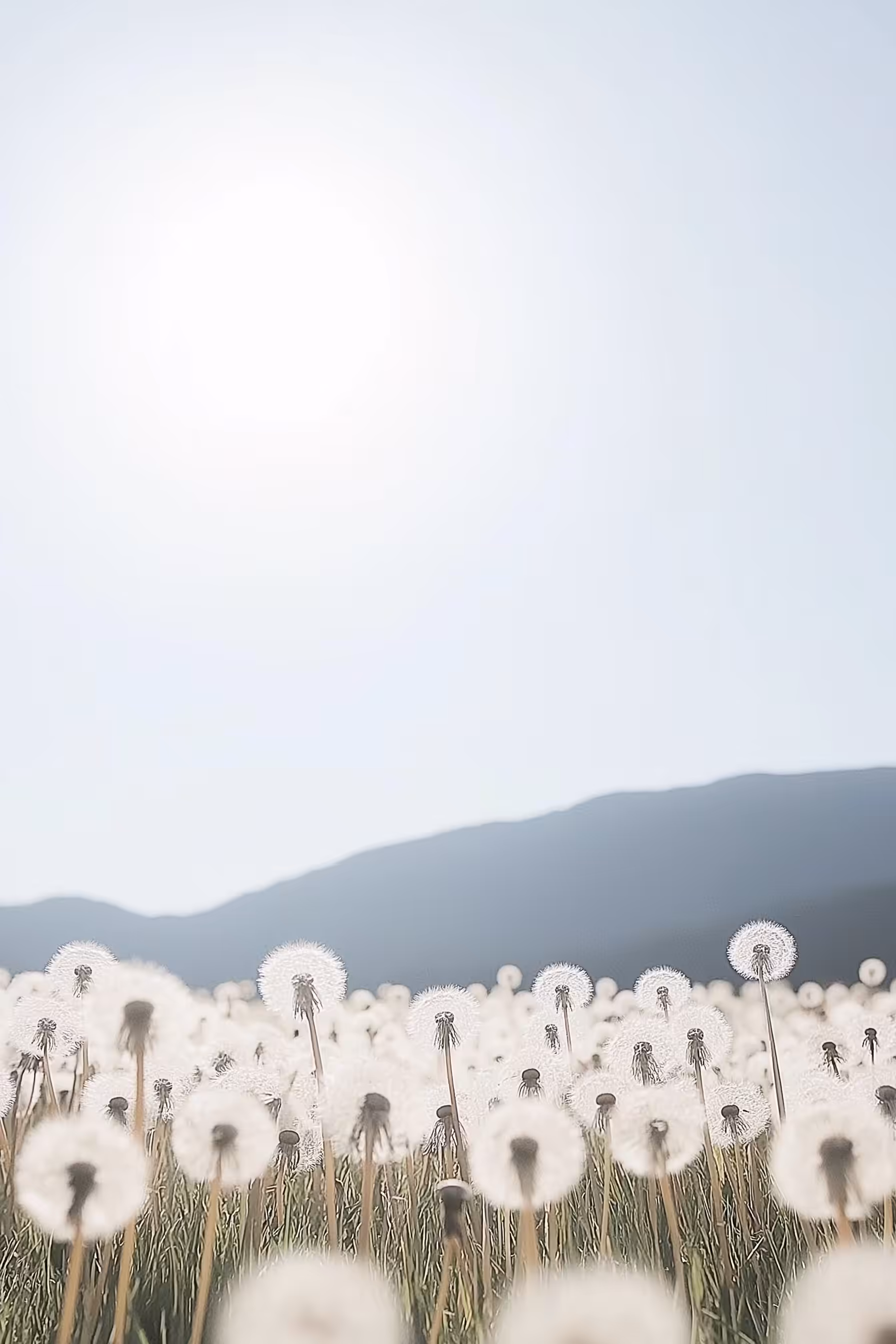 Rodeo posts: Summer Doldrum Diary - part 15