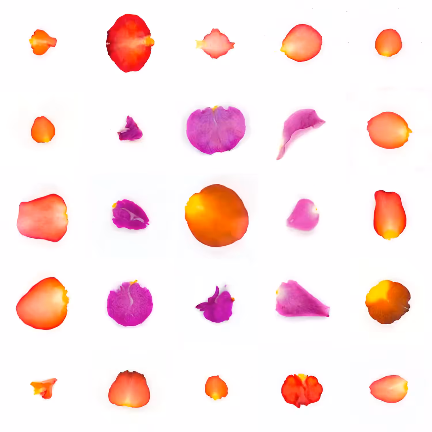 Infinite Petals 5x5#20094