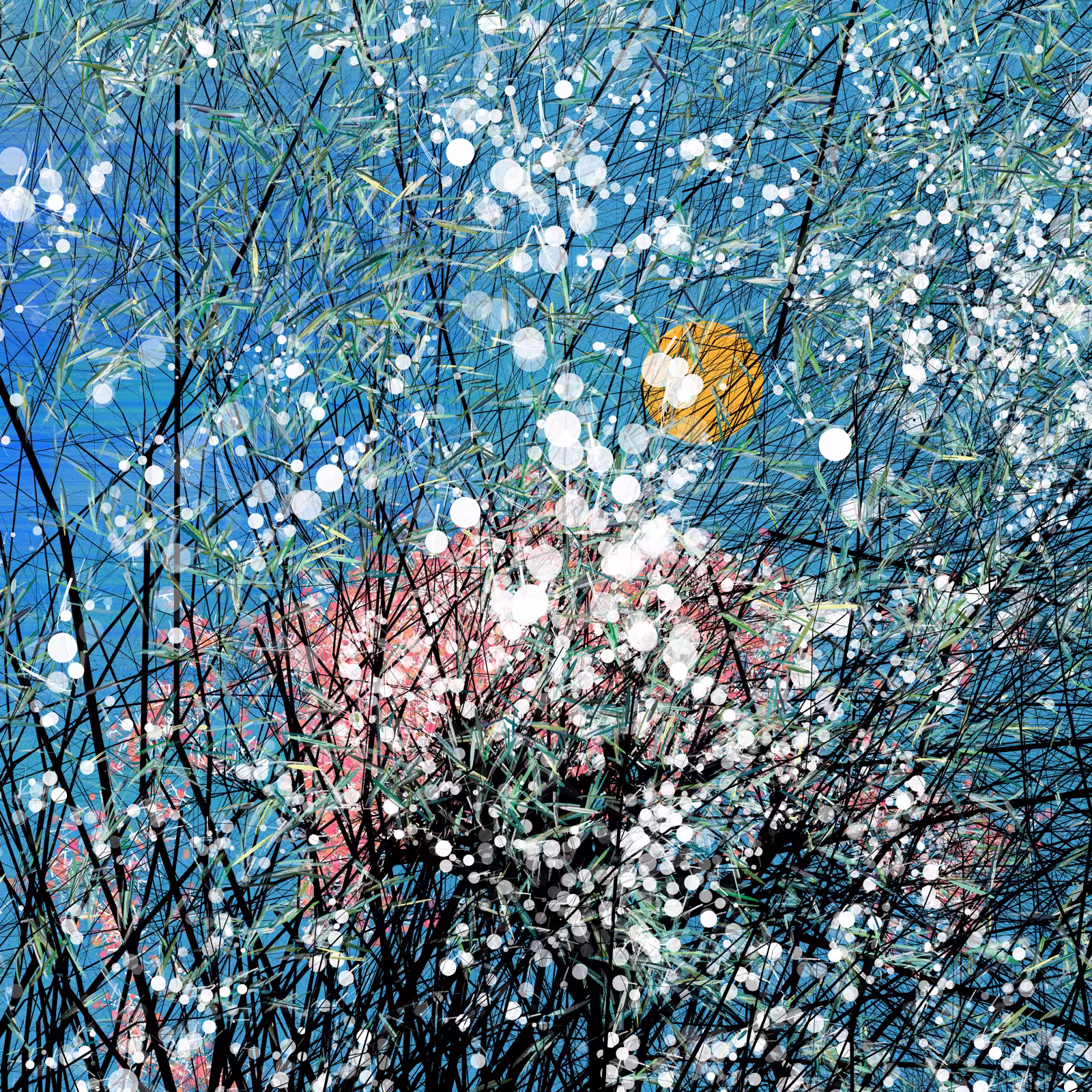 Sakura, cherry blossoms