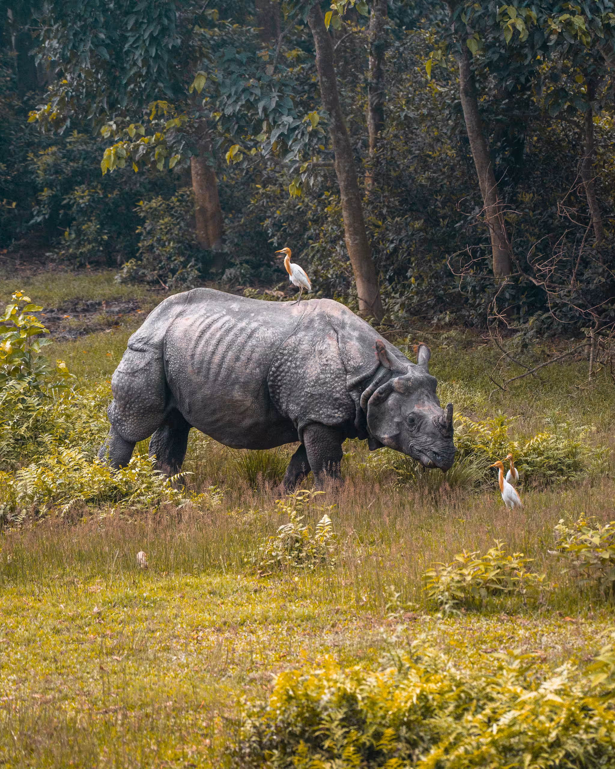 Rhino Taxi