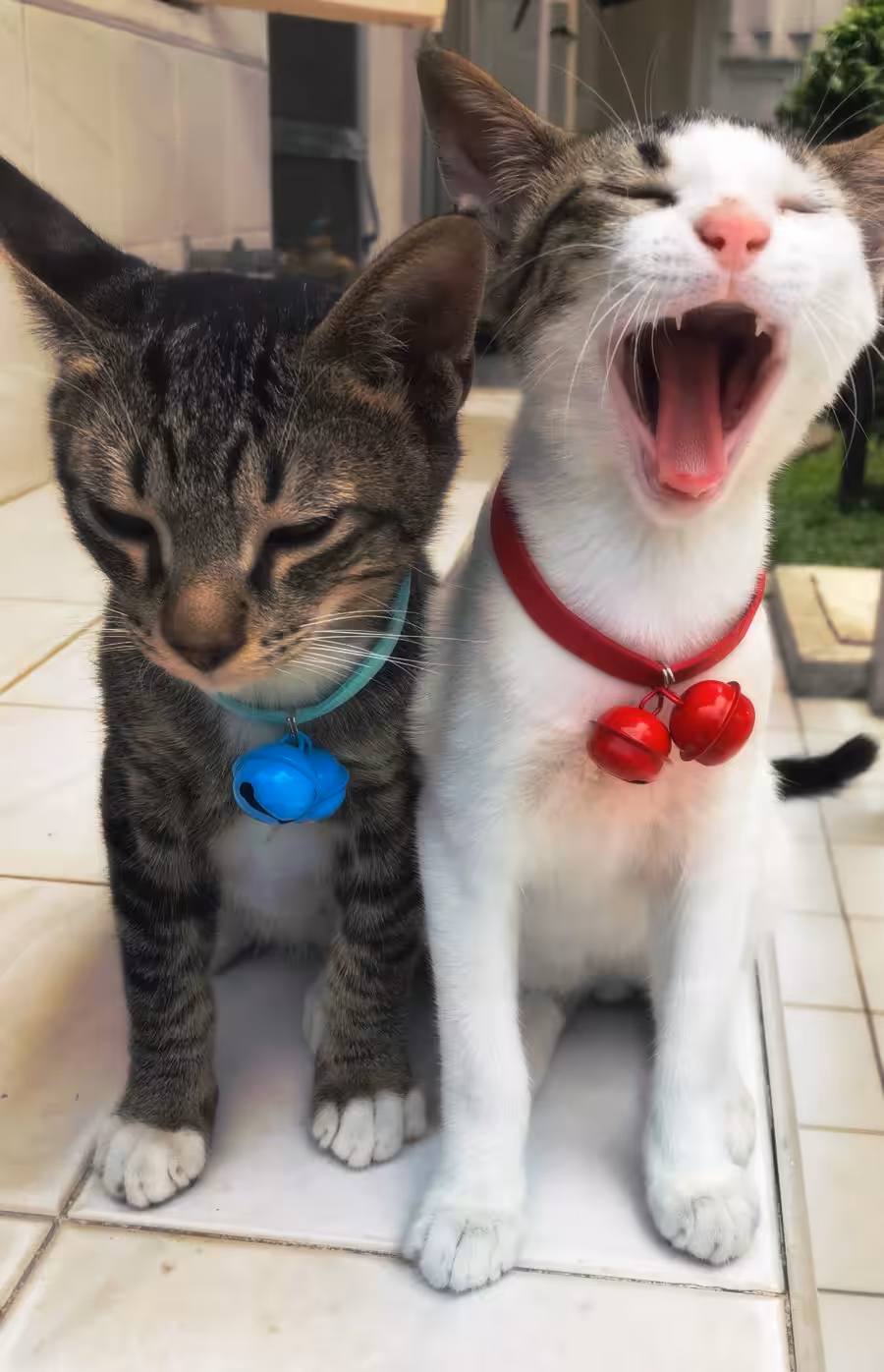 Pusskin #10 - Good Morning Kittens!