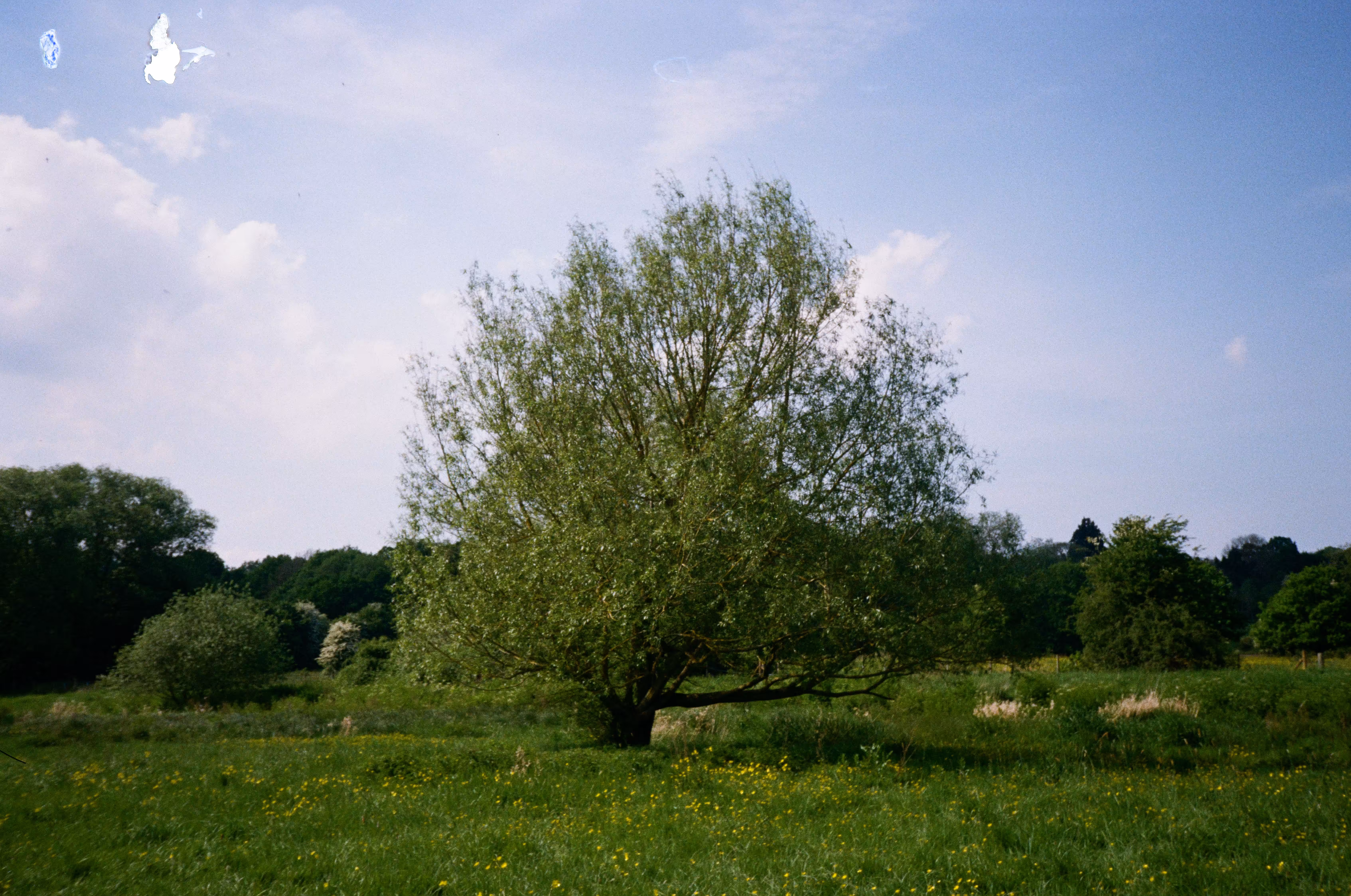 Summer on film