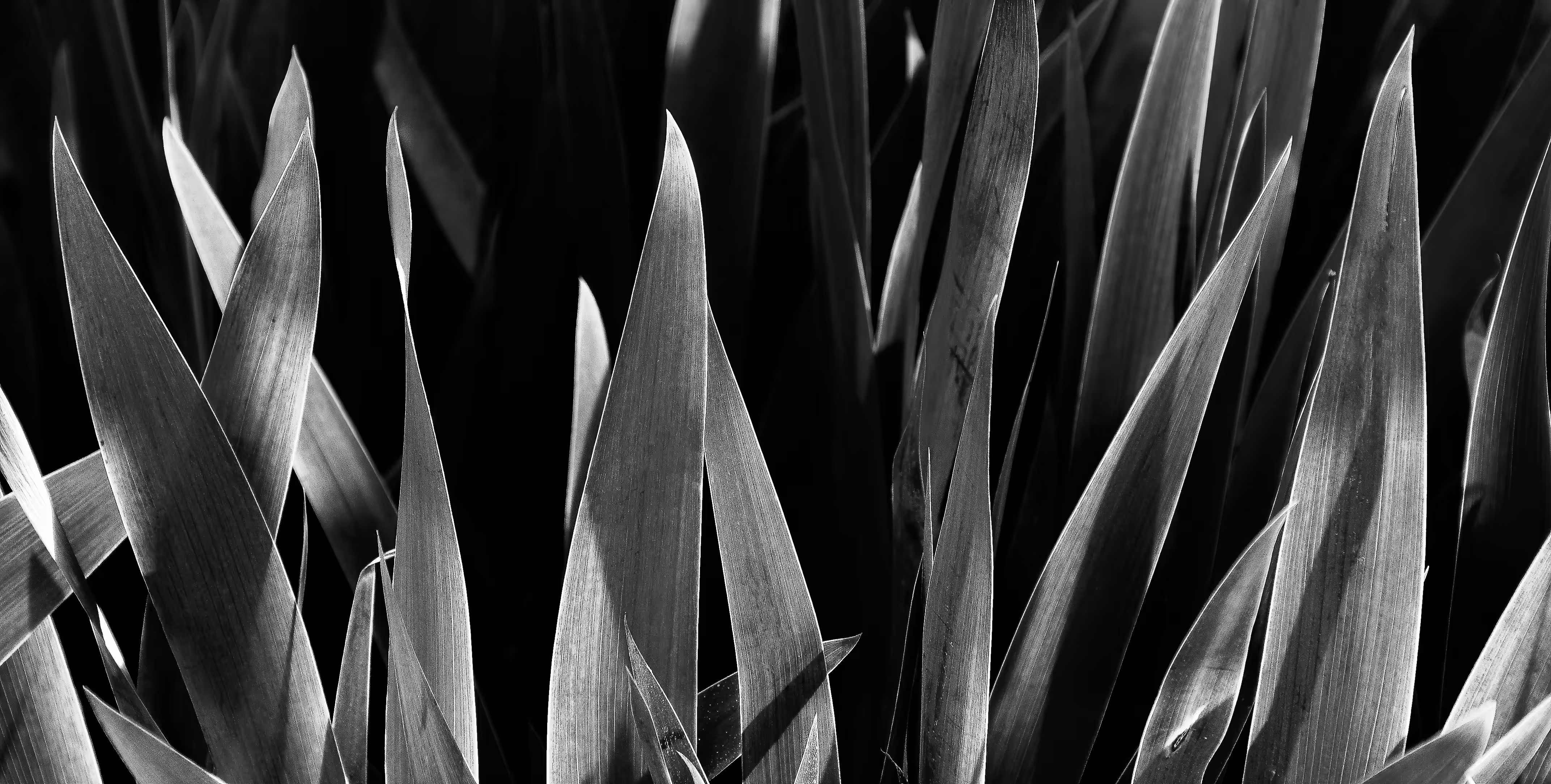 Black And White IRIS