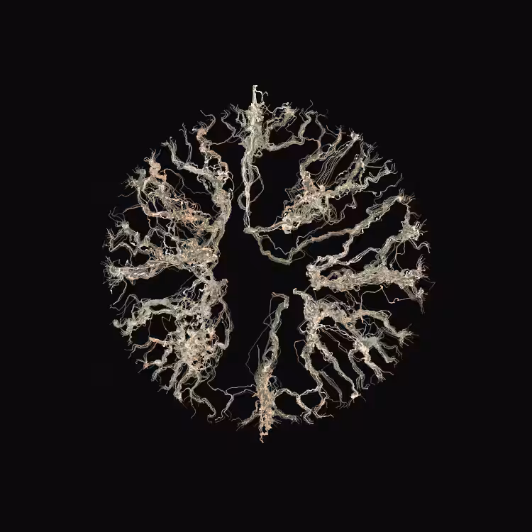 Ginseng #85