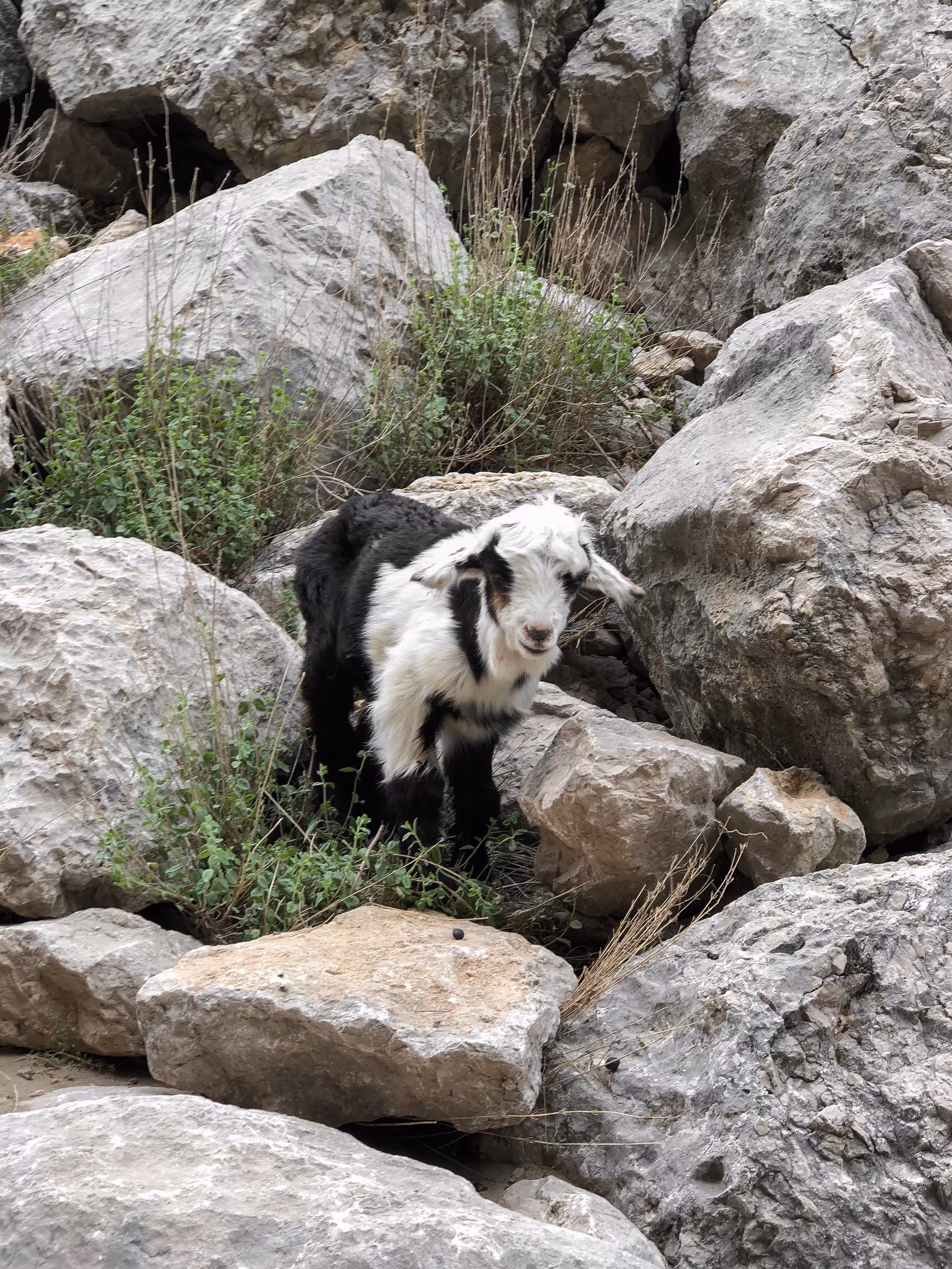 ZAGROS #1