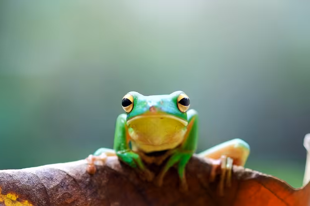 tree frogs, dumpy frogs on tree leaves