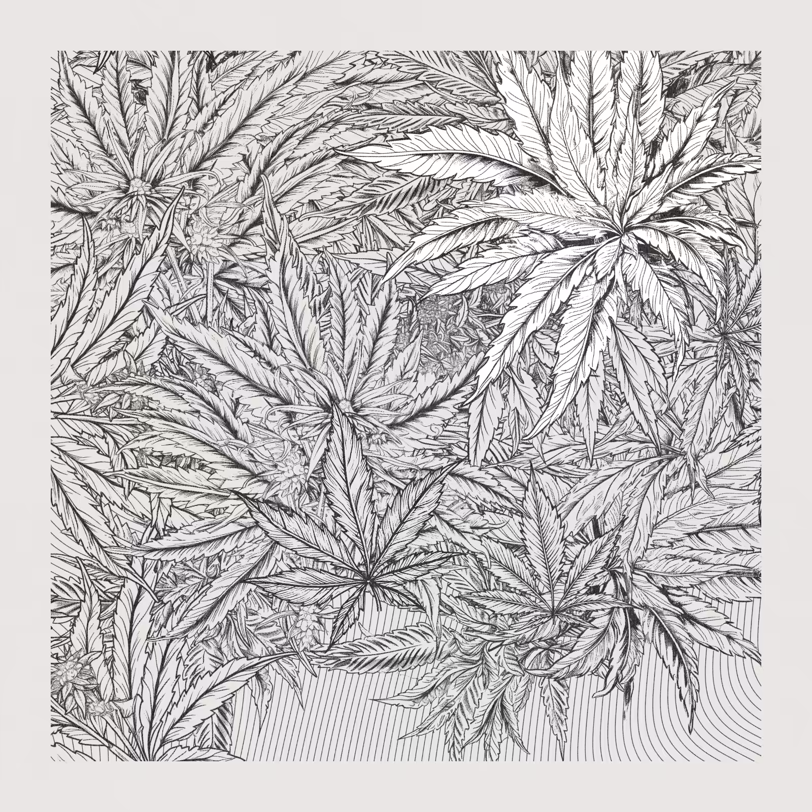 zancannabis #147
