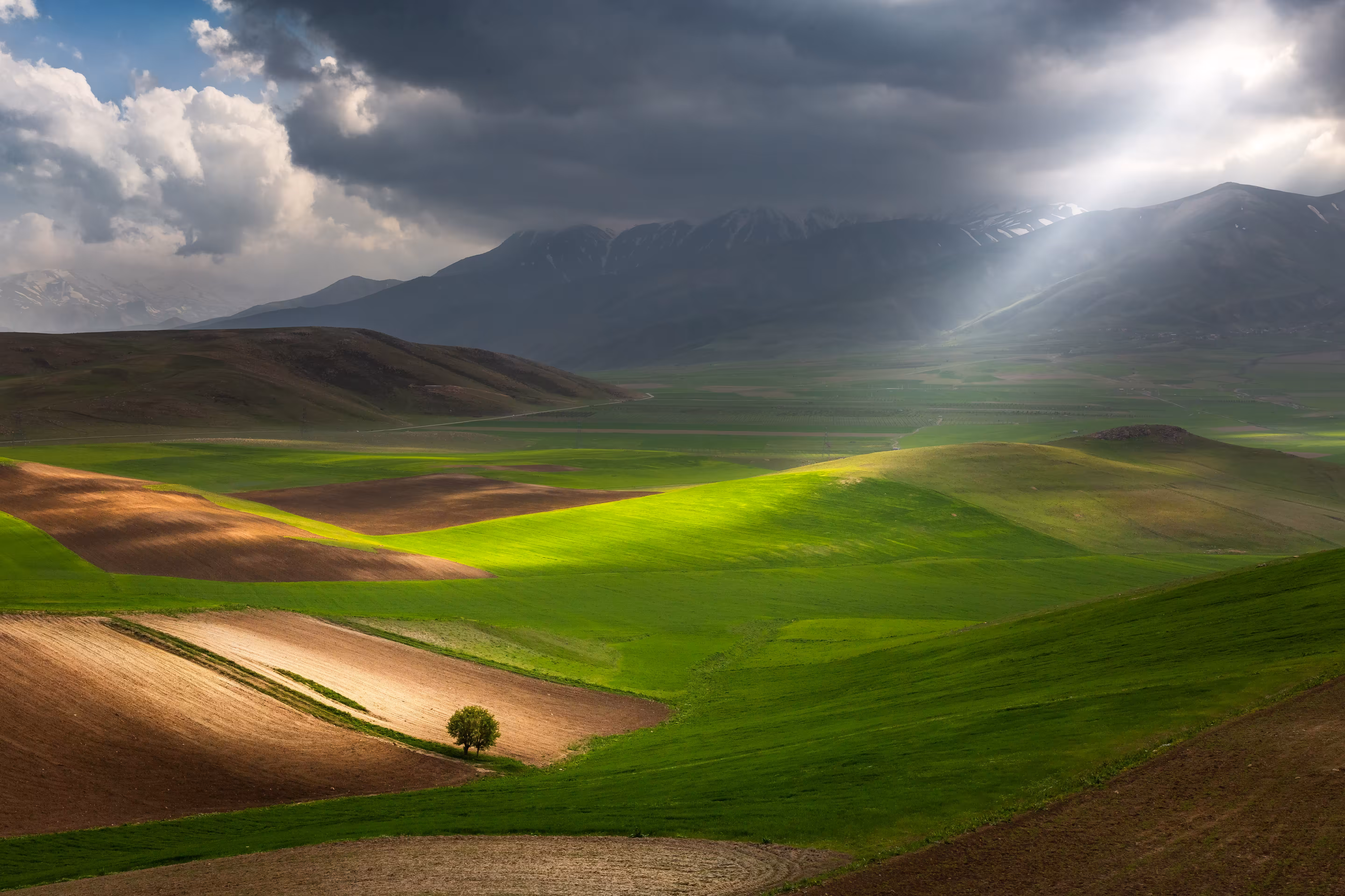 Lonely Tree #1
