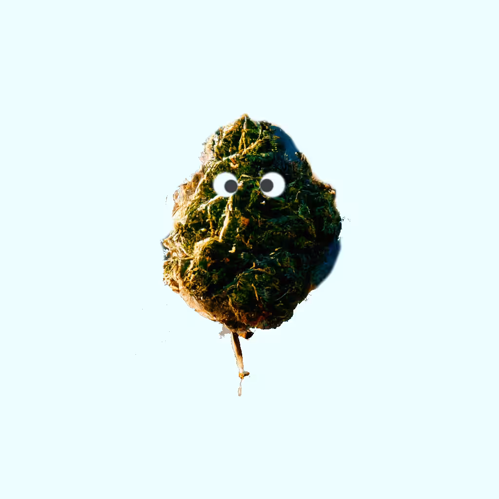 😁😁FREE 420 seedling😁😁 --- 2