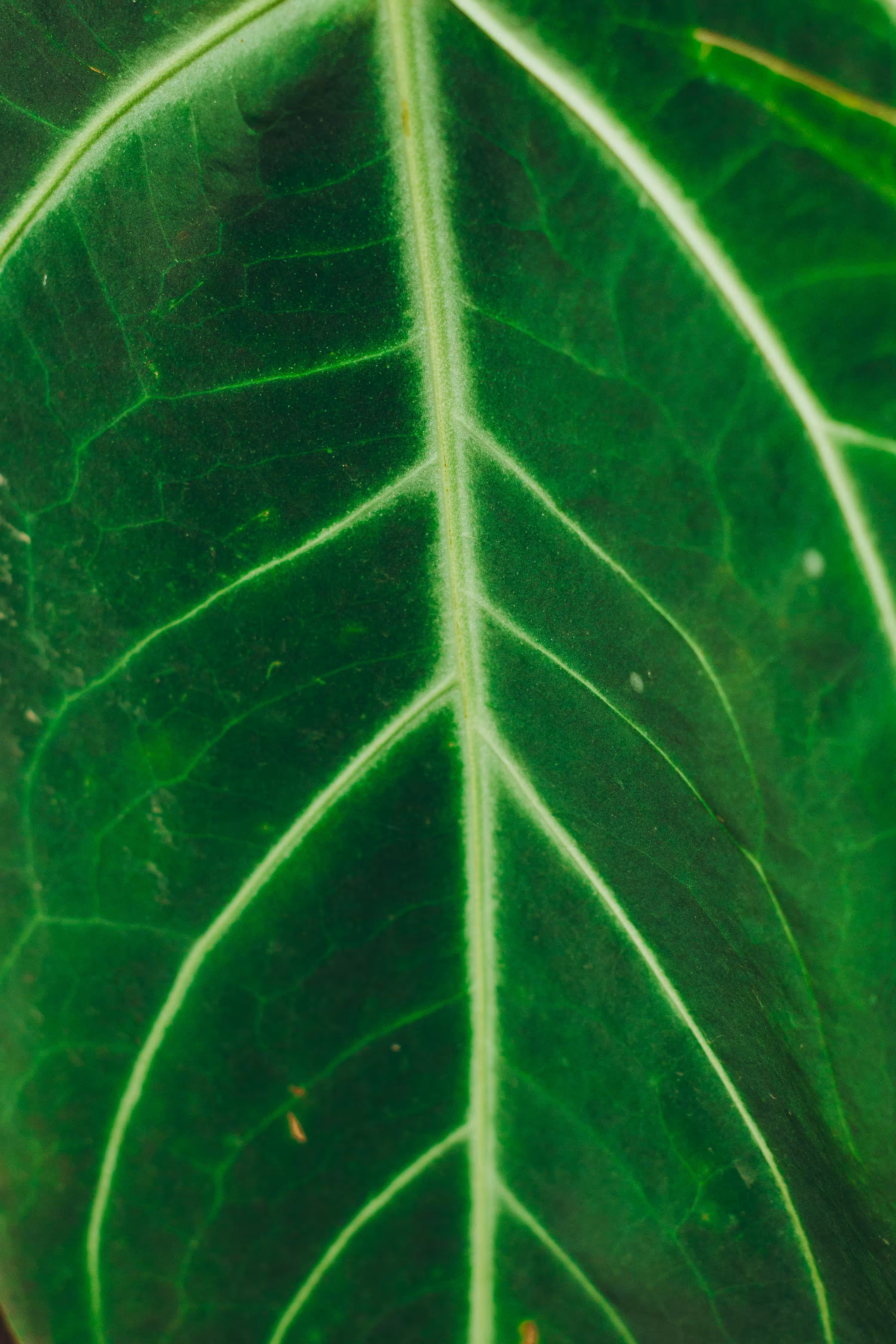 veins