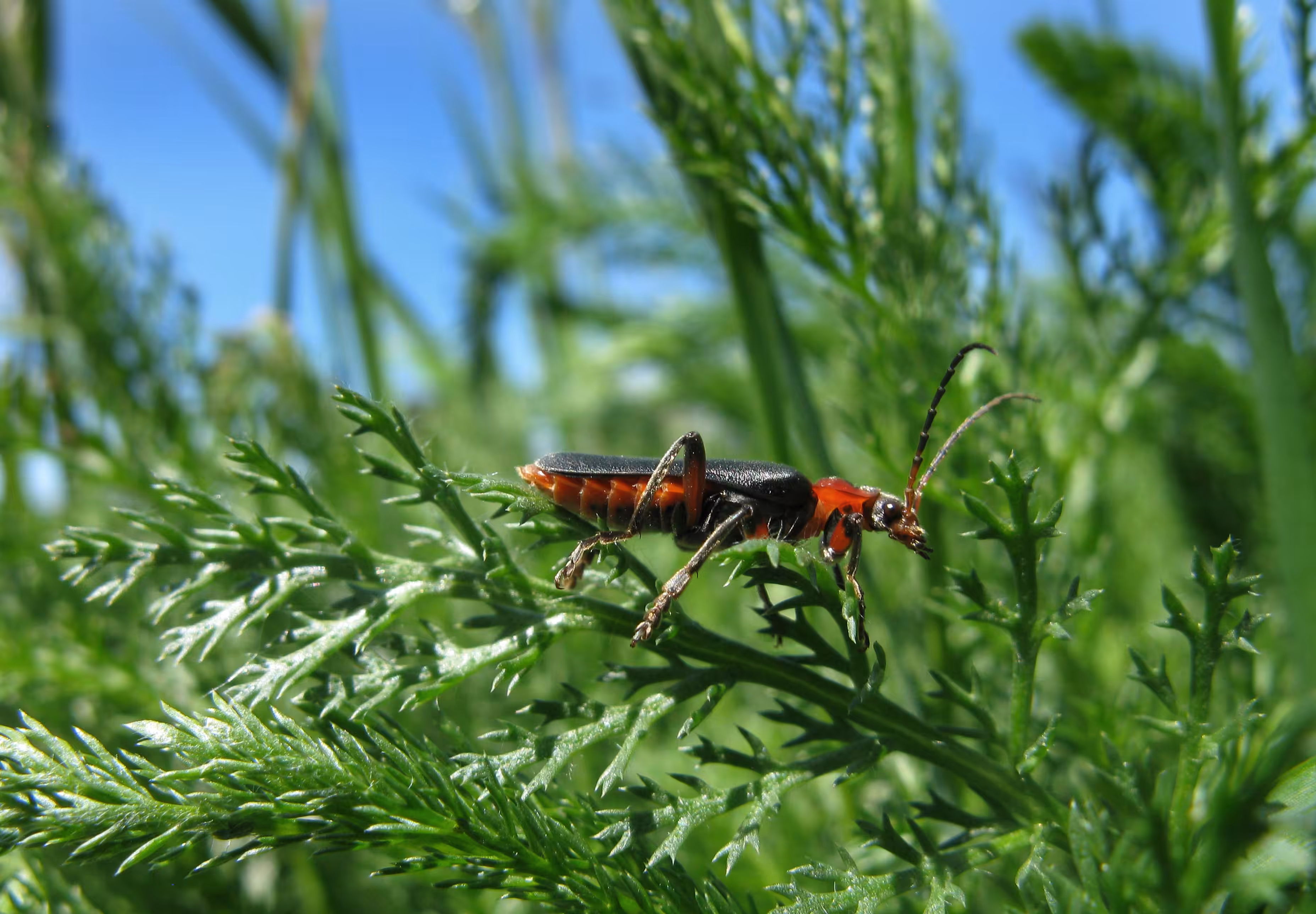 Catharis Pellucida