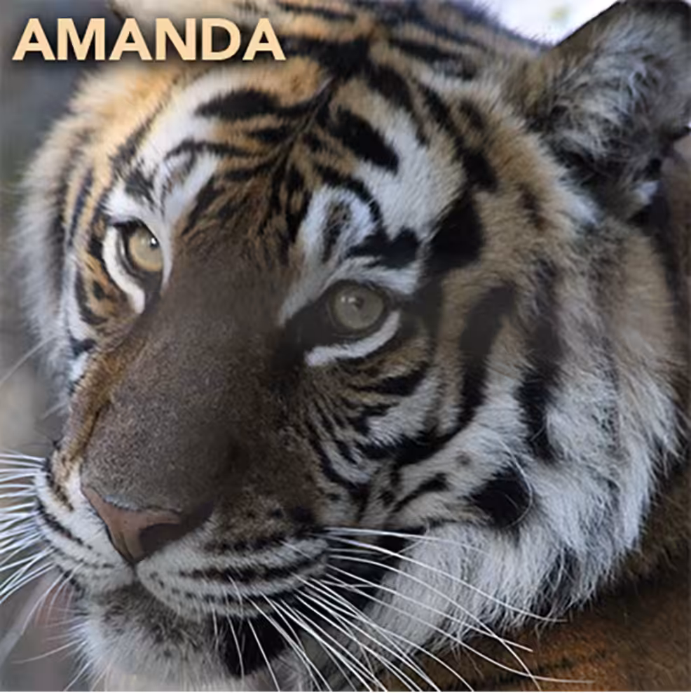 Adopt Amanda Tiger