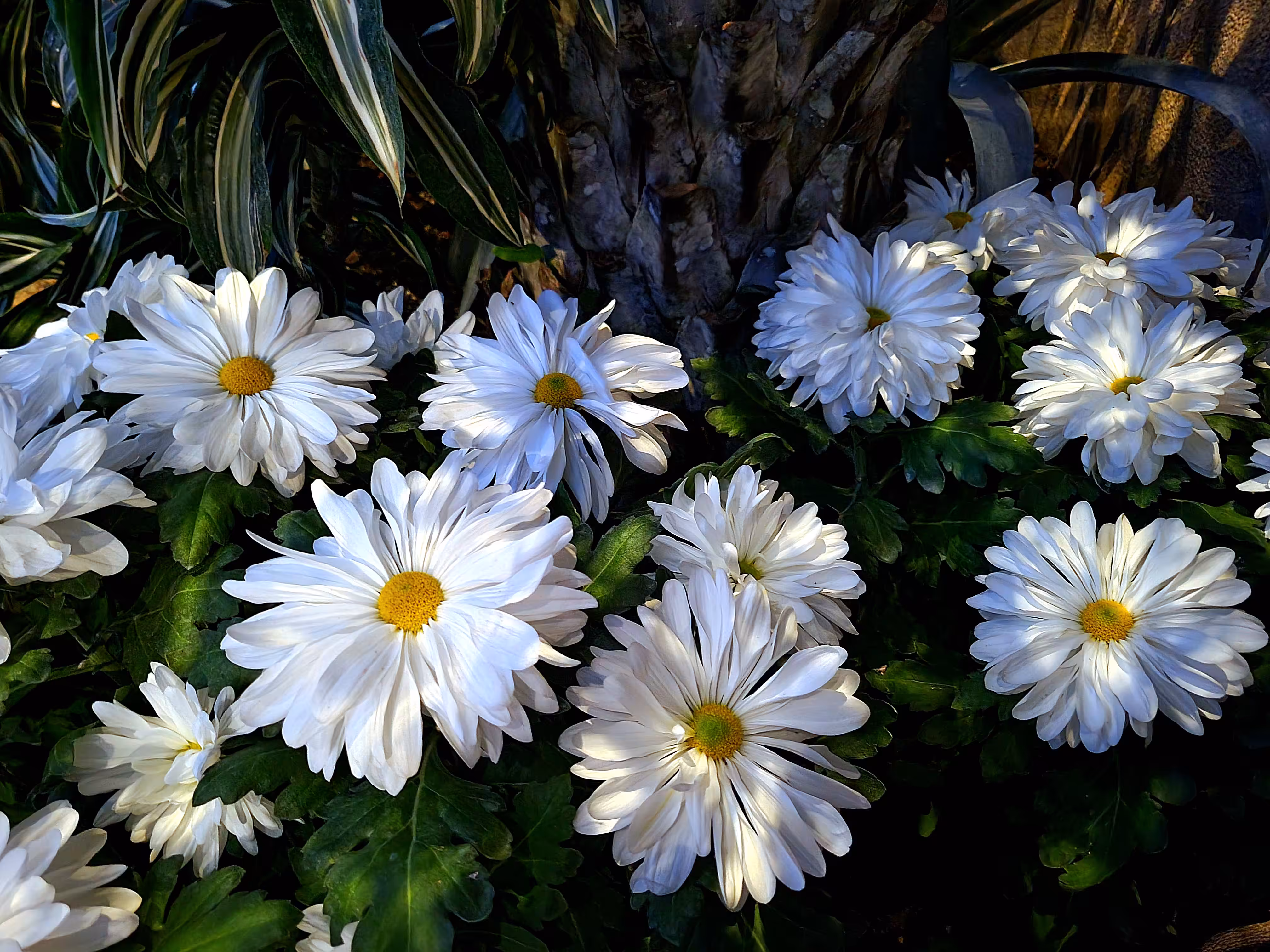 Tez Flowerz #30