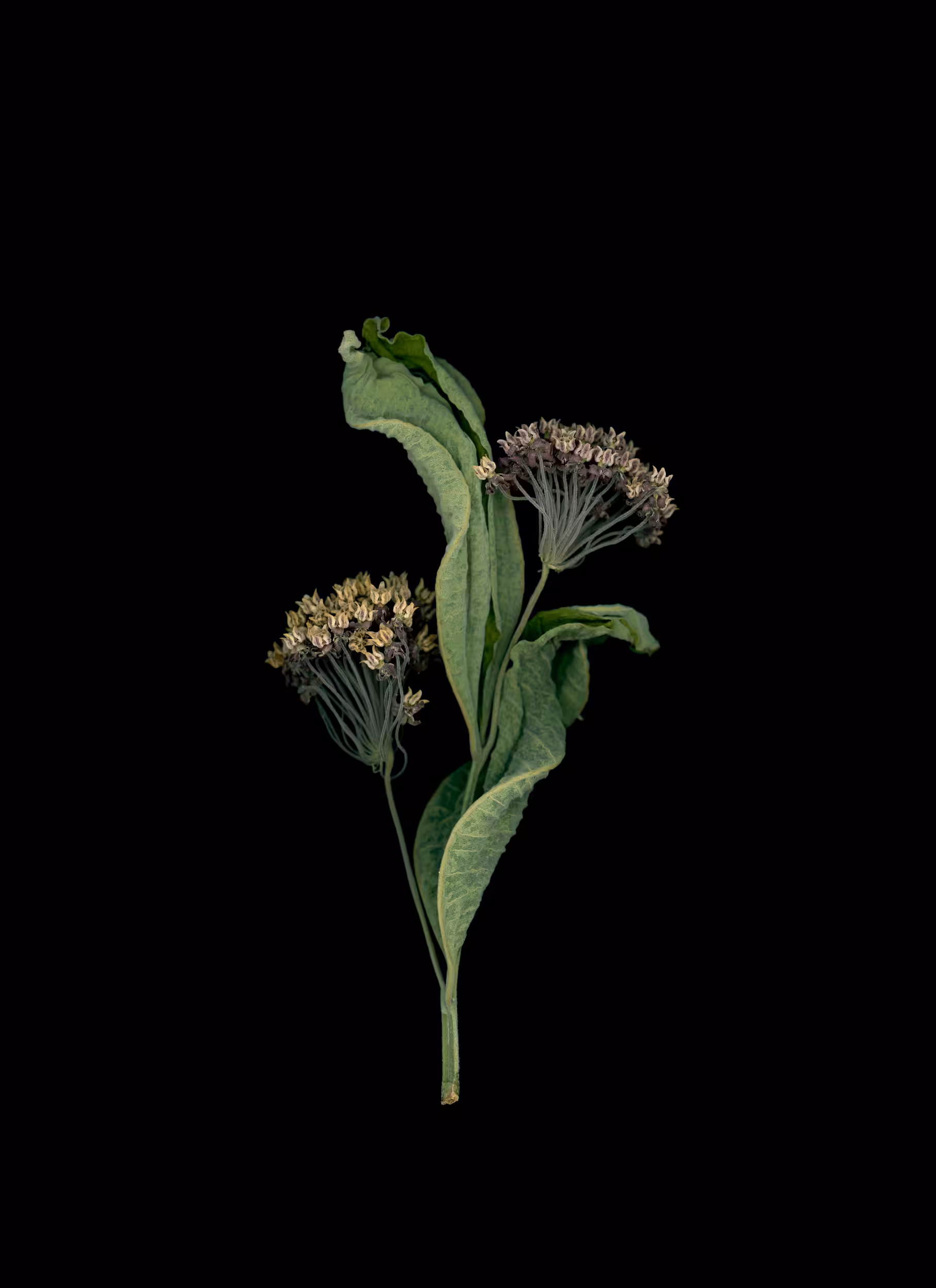 Milkweed (2020)